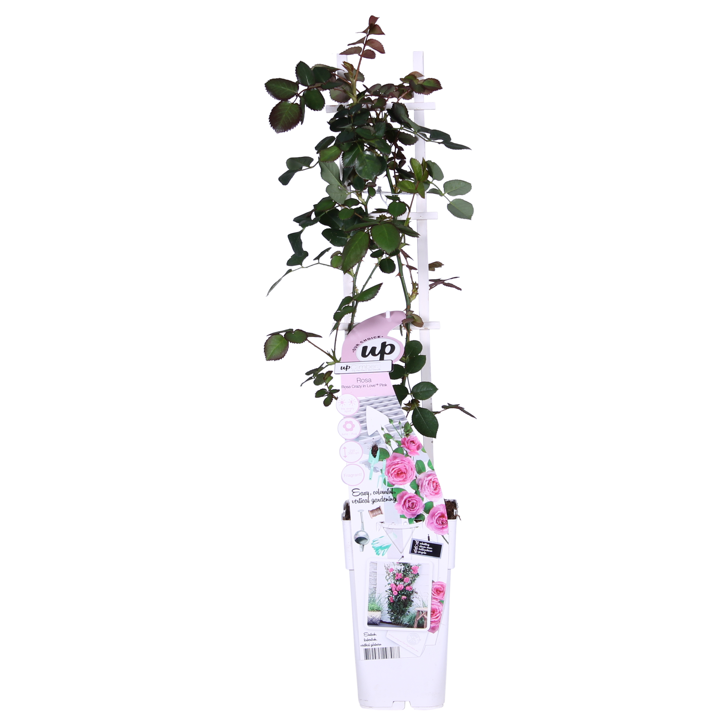Rosa Kletterrose Crazy in Love Pink