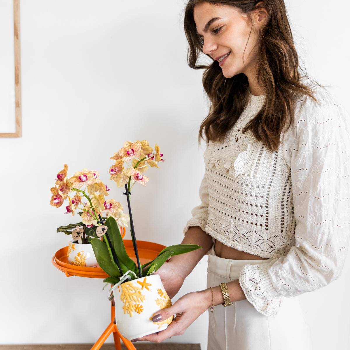 Kolibri Company Phalaenopsis Orchidee & Calathea Set in Orange