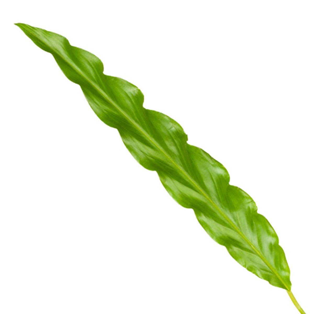 Calathea Leopardina Zimmerpflanze
