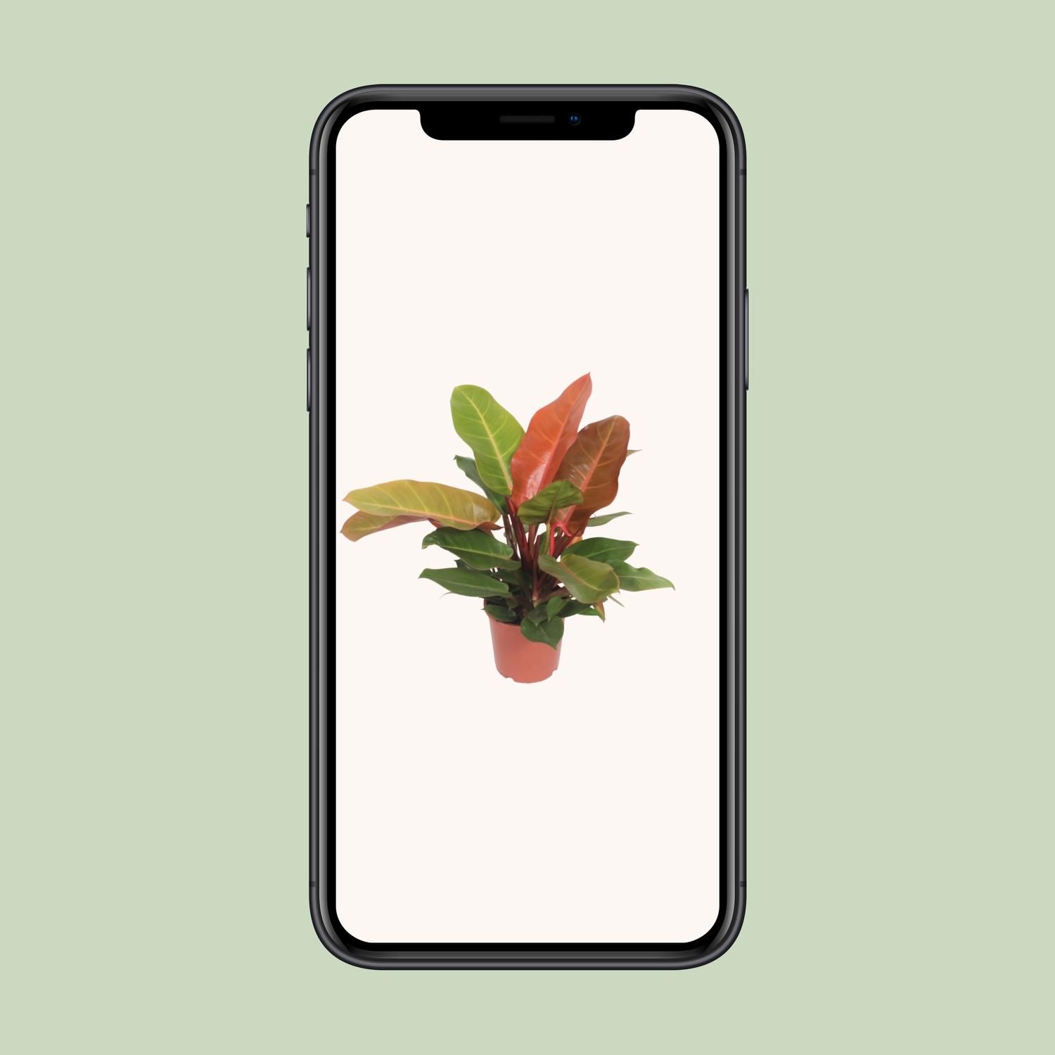 Philodendron Prince of Orange - Lebendige indoor Zimmerpflanze