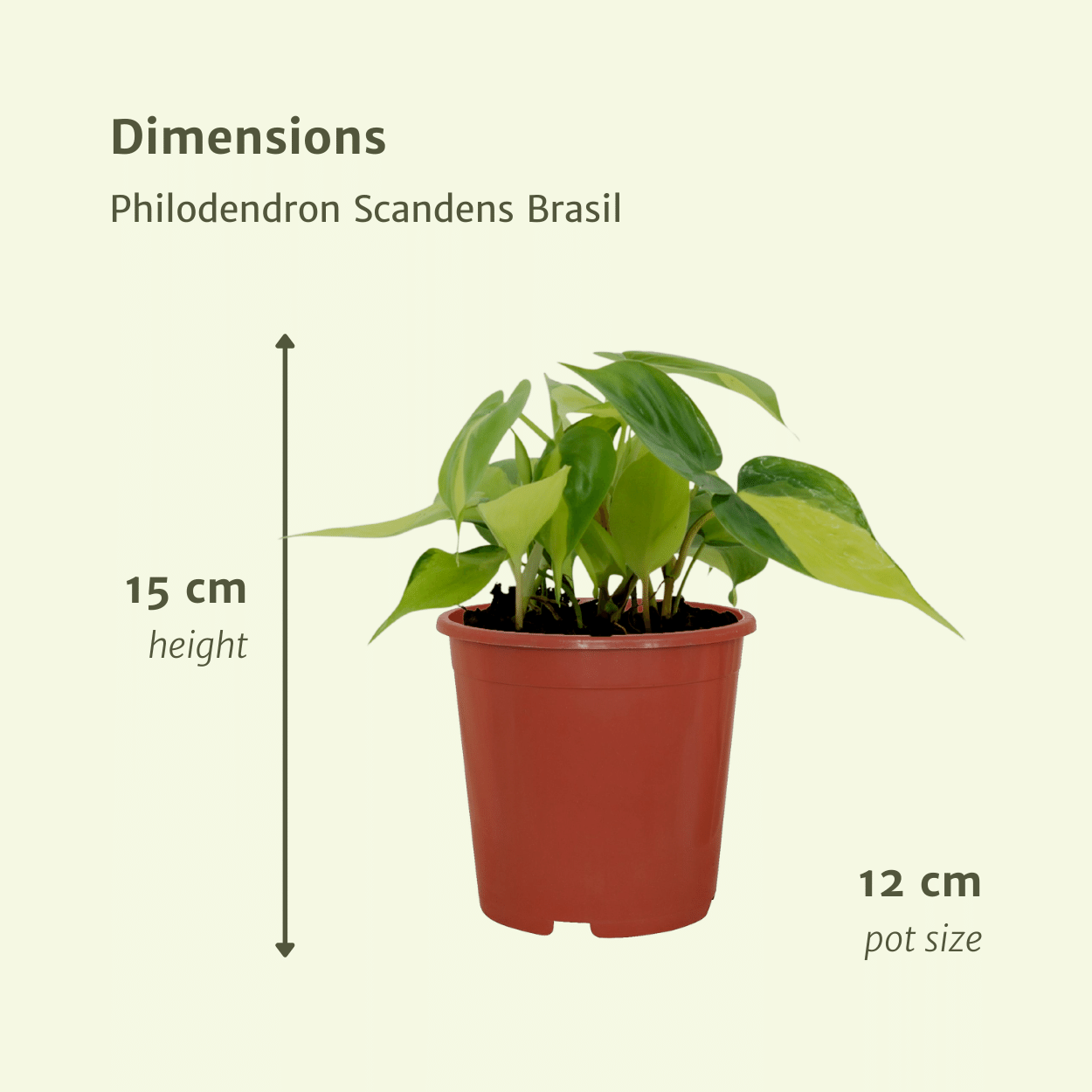 Philodendron Scandens Brasil Kletterpflanze