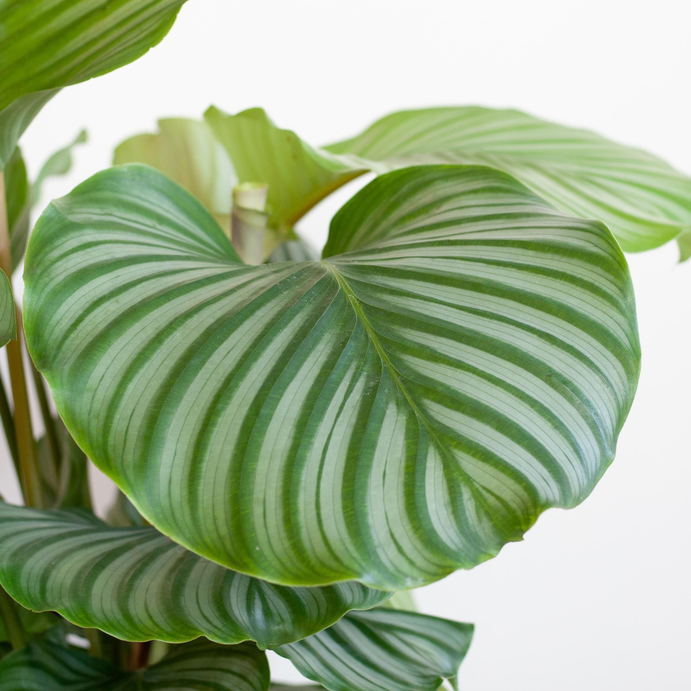 Calathea Orbifolia | 65cm | Ø21