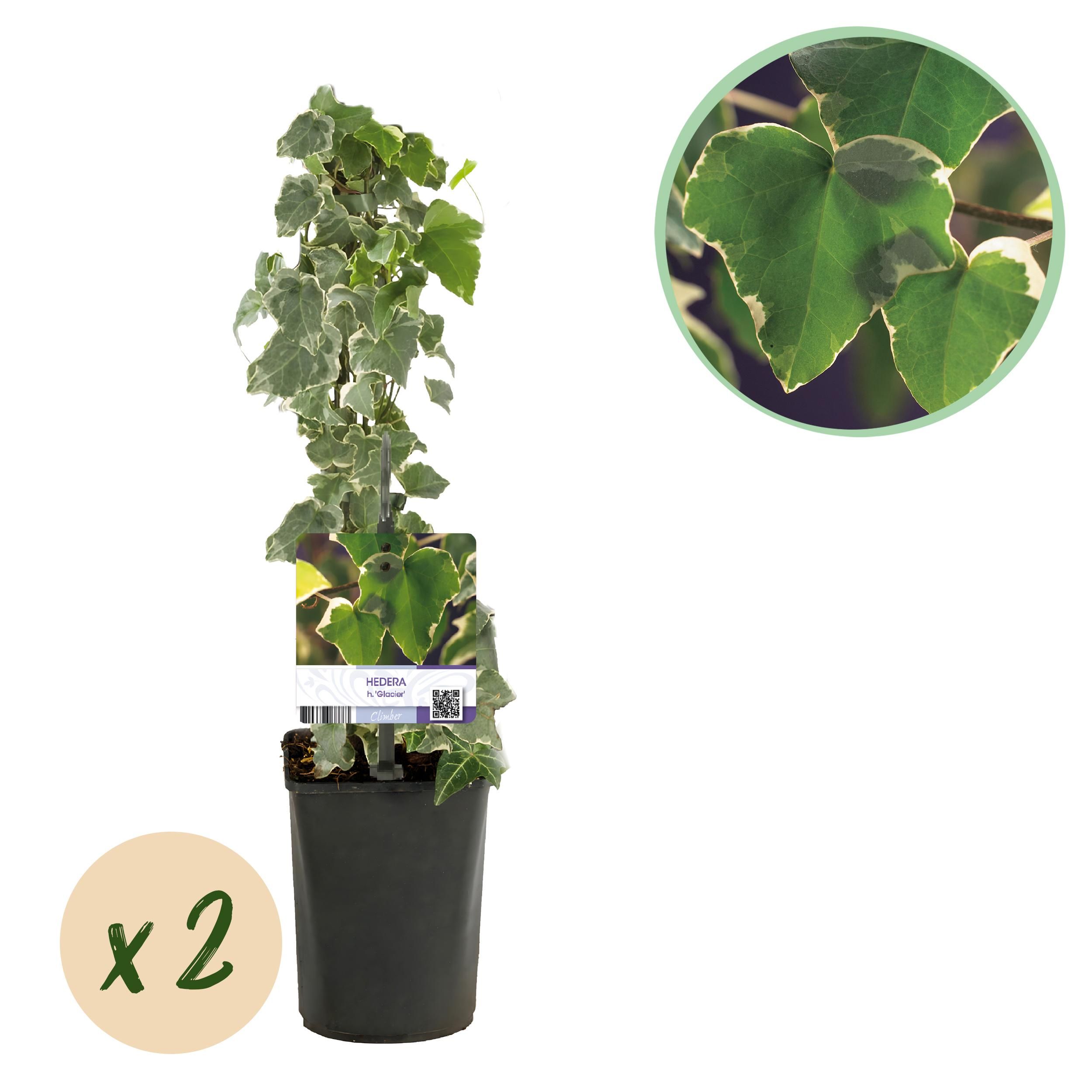 Hedera Glacier Efeu Kletterpflanze