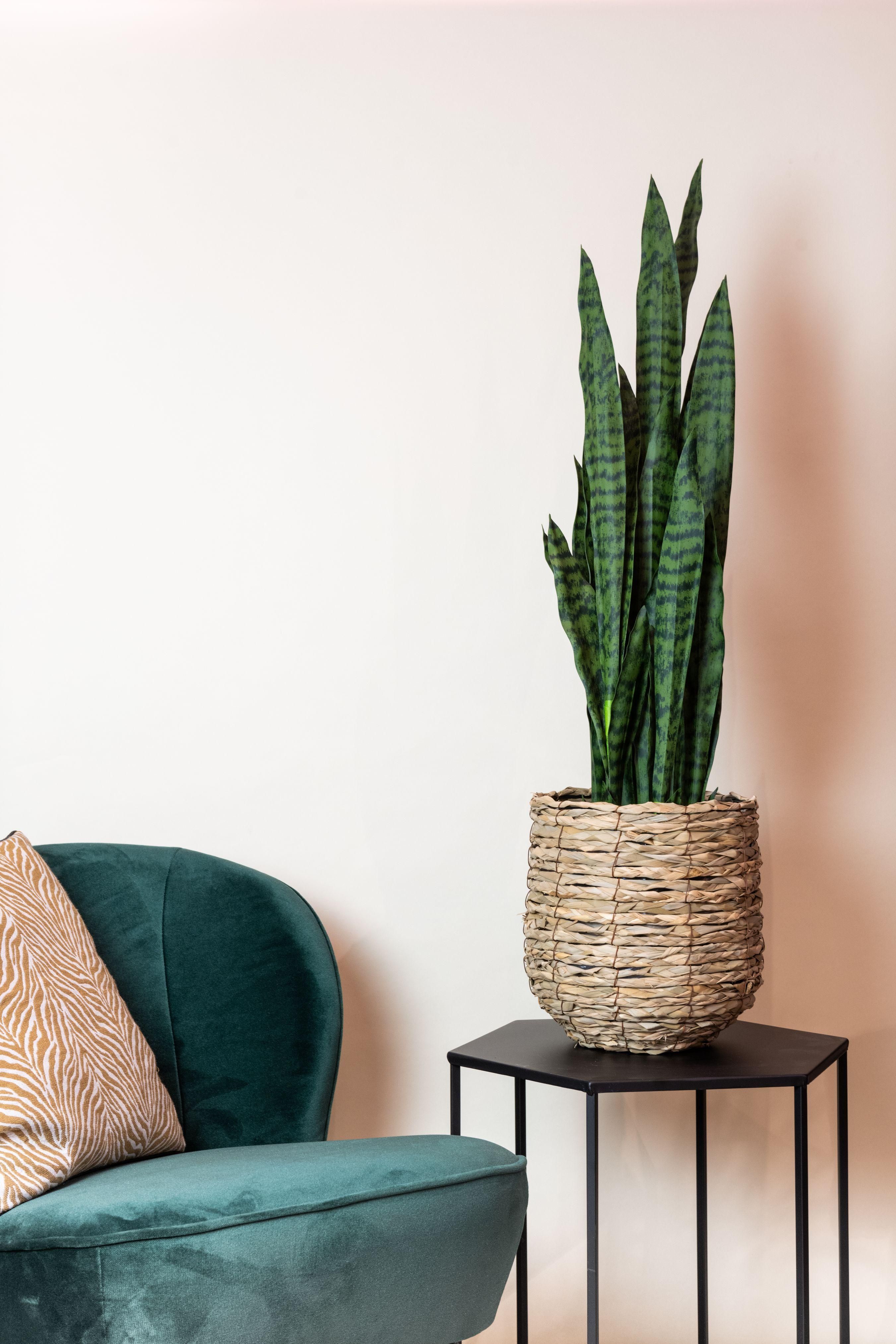 Kunstpflanze Sansevieria Black Coral Vrouwentong