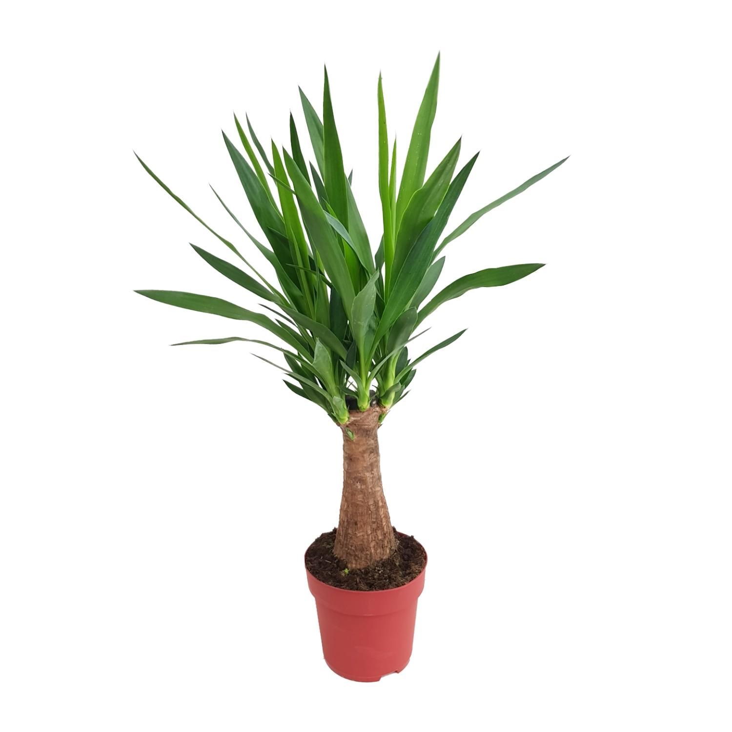 Yucca Maya Tree – Exotische Zimmerpflanze