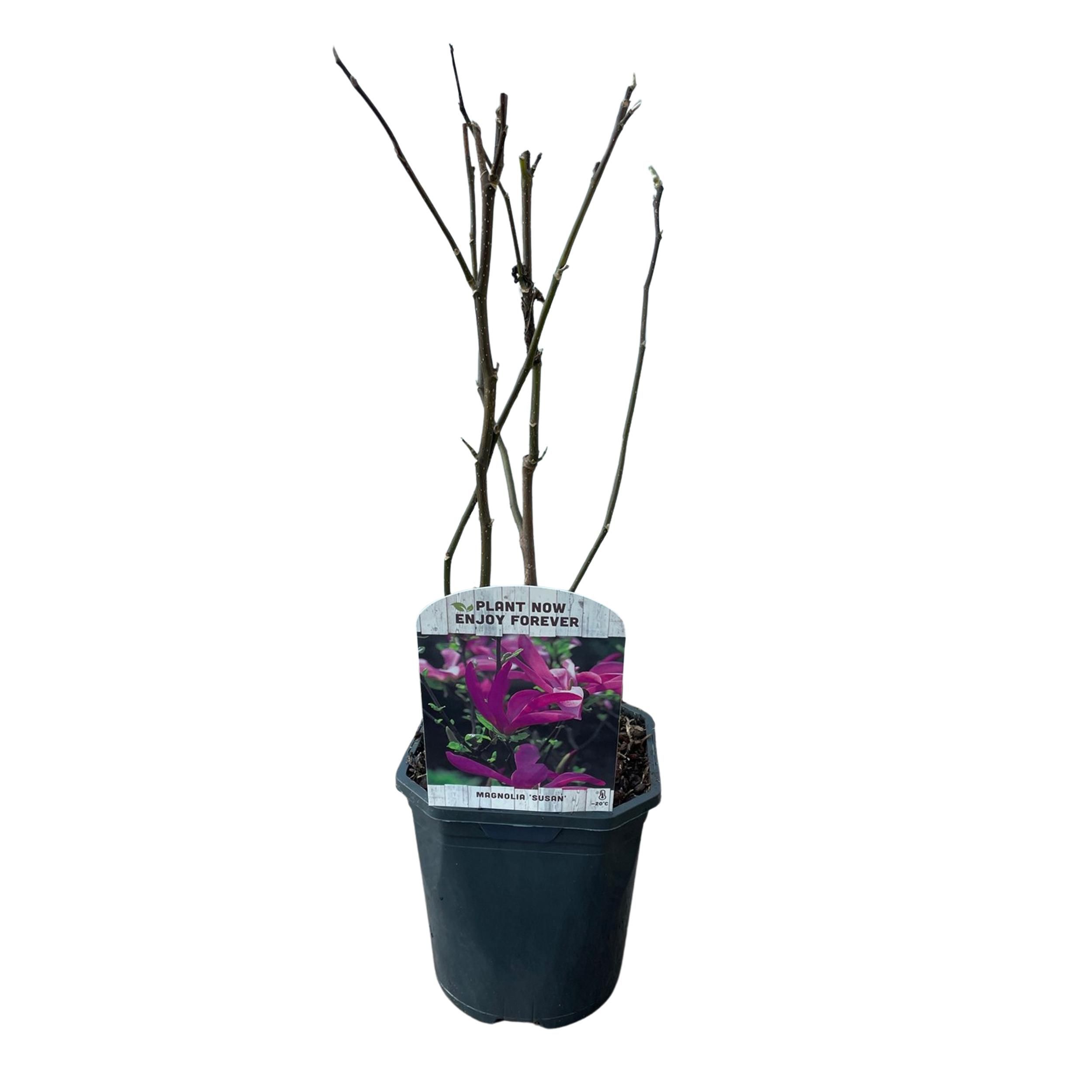 Magnolia Susan Strauch – Dunkelrosa Blüten – Laubabwerfend – Pflegeleicht