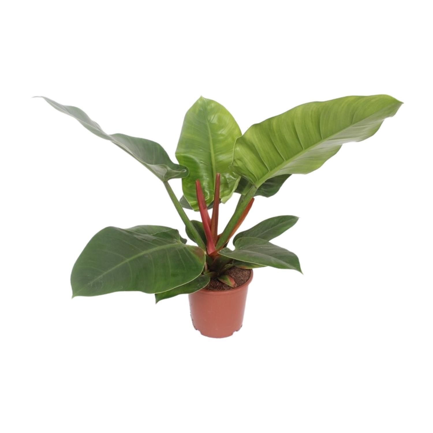 Philodendron Imperial Green – Stilvolle Zimmerpflanze