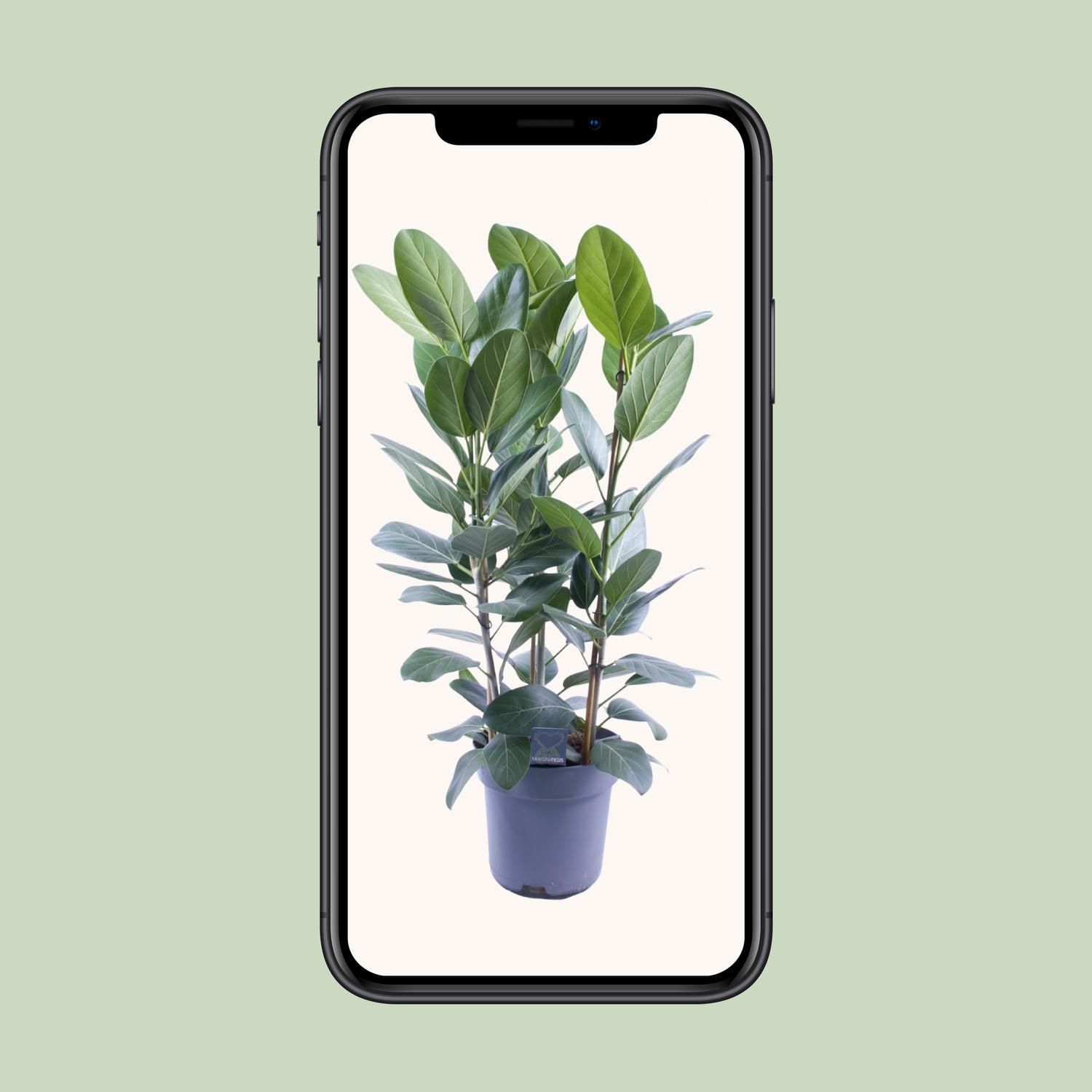 Ficus Audrey – 3 Stecklinge – Ø27cm – ↕105cm
