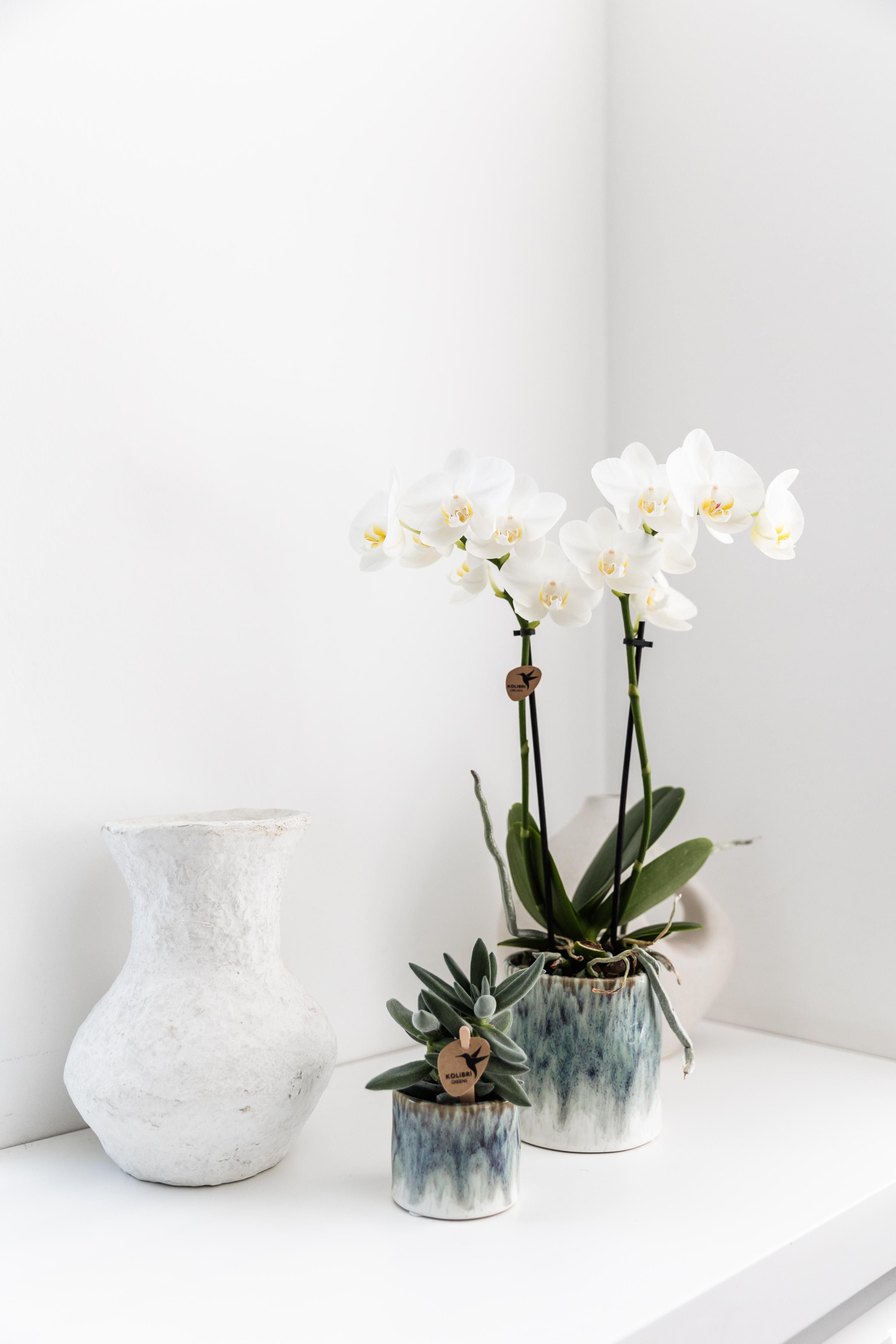 Kolibri Orchids Phalaenopsis Amabilis | Weiße Orchidee, Ø9cm Sky Topf – Blühende Zimmerpflanze, Frisch vom Züchter