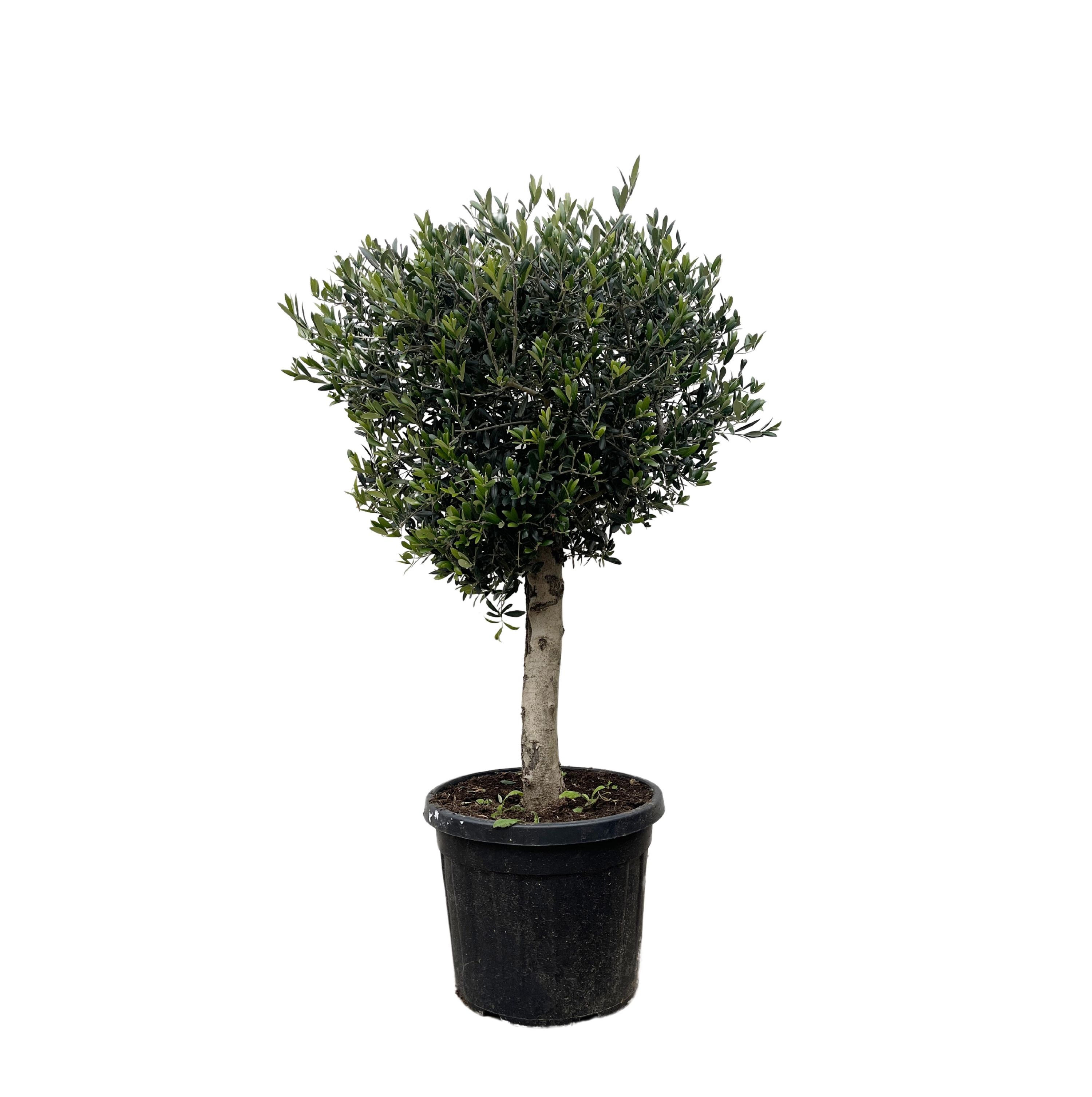 Olivenbaum Olea Europaea Lorc