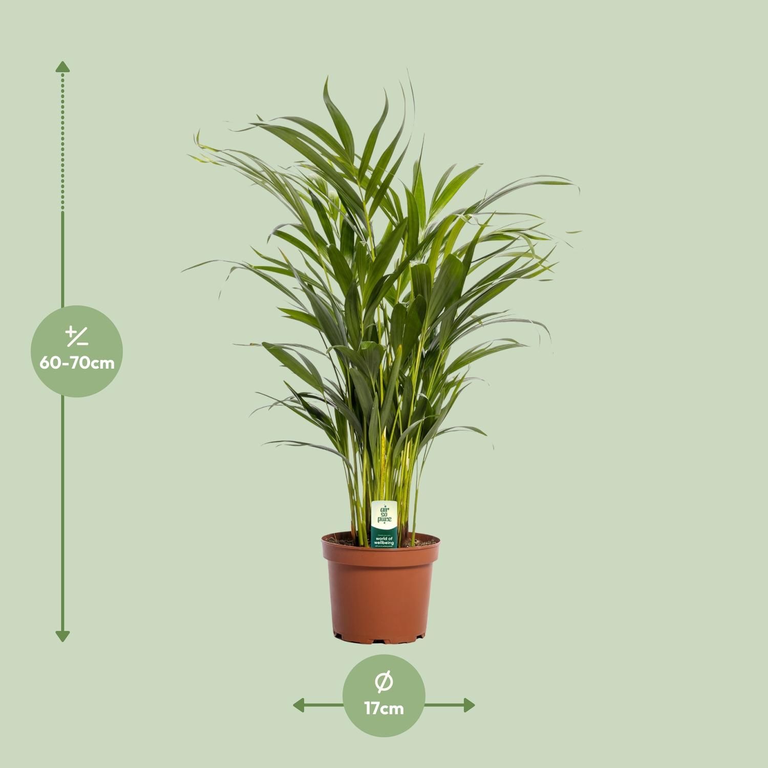Dypsis Lutescens Areca-Palme