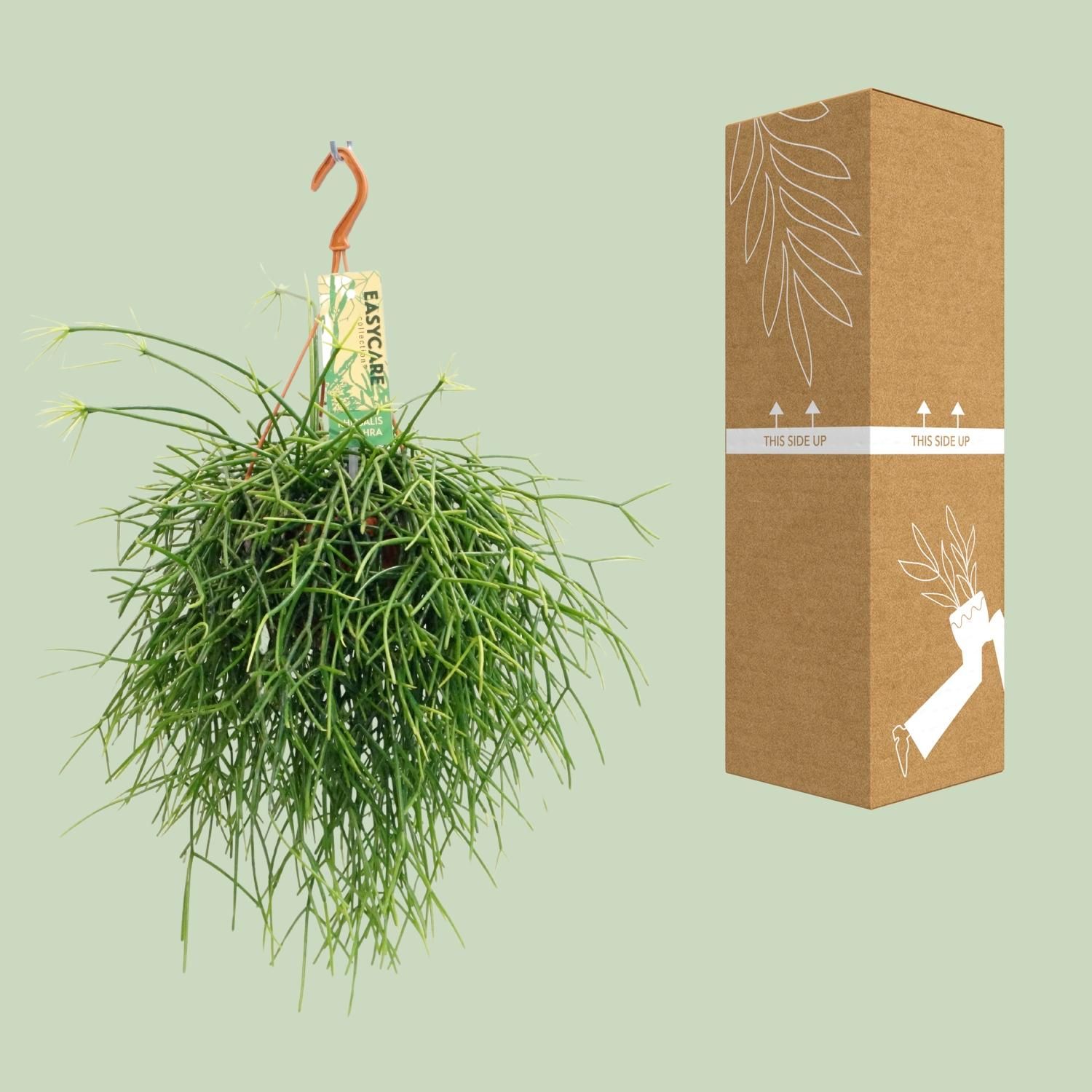 Rhipsalis Pulchra Zimmerpflanze im 14 cm Topf