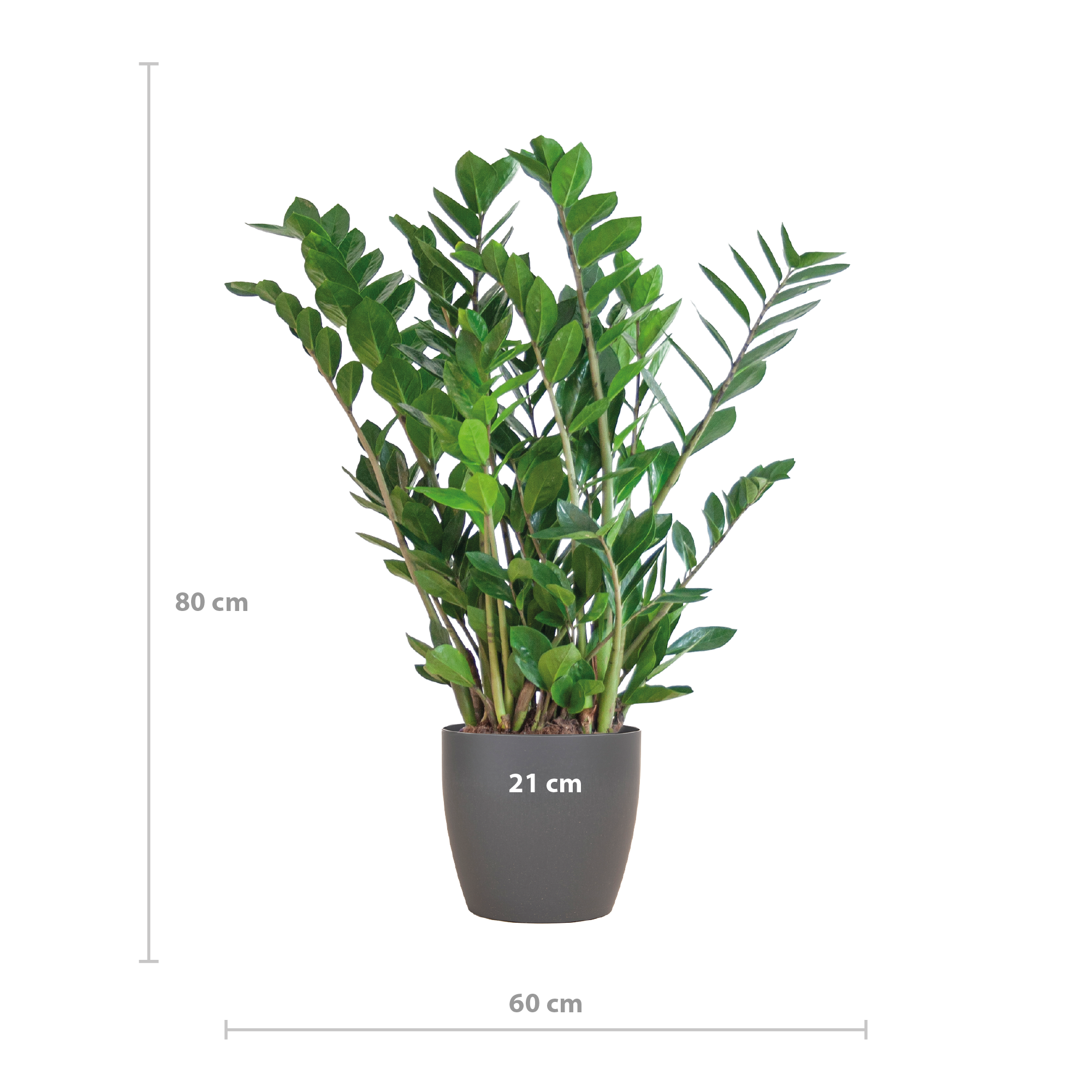 Zamioculcas Zamiifolia mit Viber Grau Topf – 80cm hoch – Ø21cm Topfdurchmesser