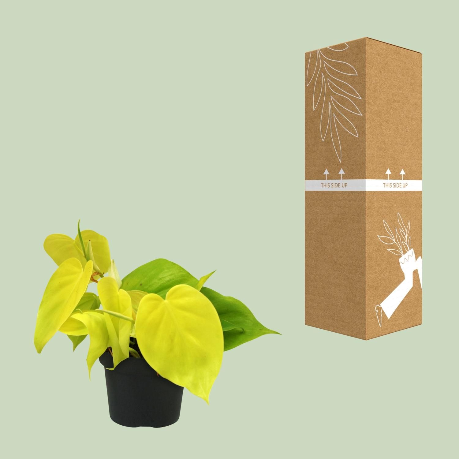 Philodendron Lime - Pflegeleichte Zimmerpflanze mit glänzenden Blättern