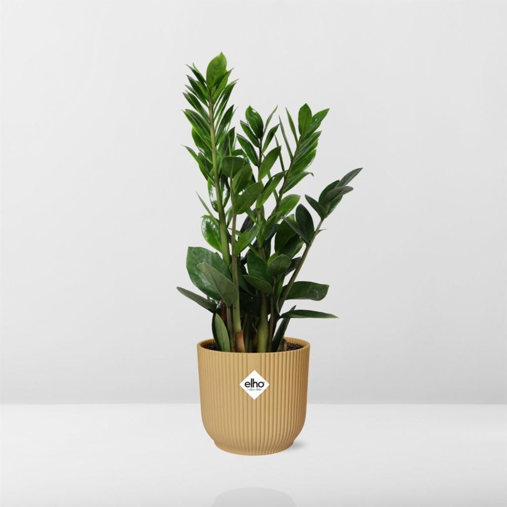Zamioculcas Zimmerpflanze in gelbem ELHO Vibes Fold Topf