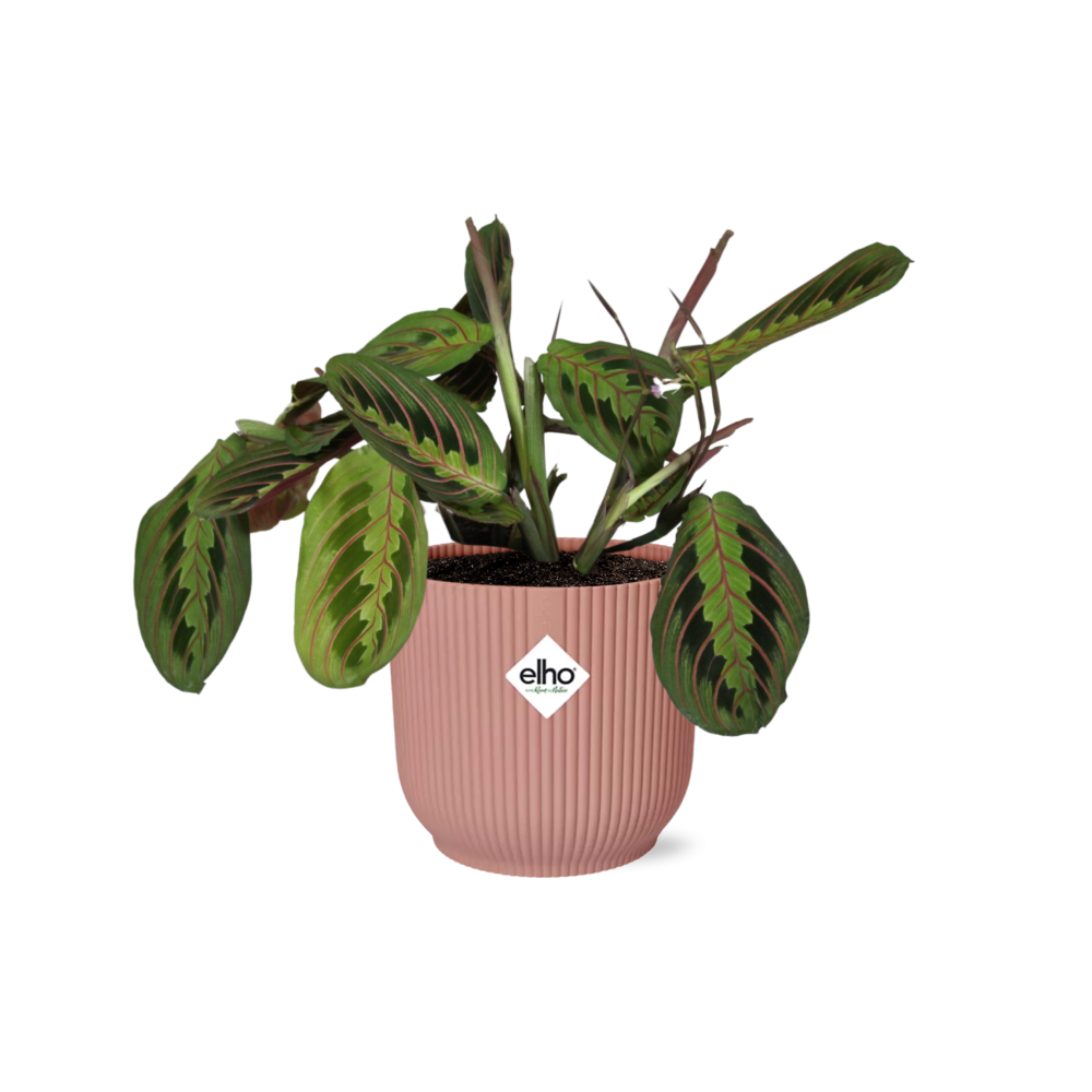 Maranta Gebetspflanze ‚Fascinator‘ mit zartem Laub im ELHO Topf
