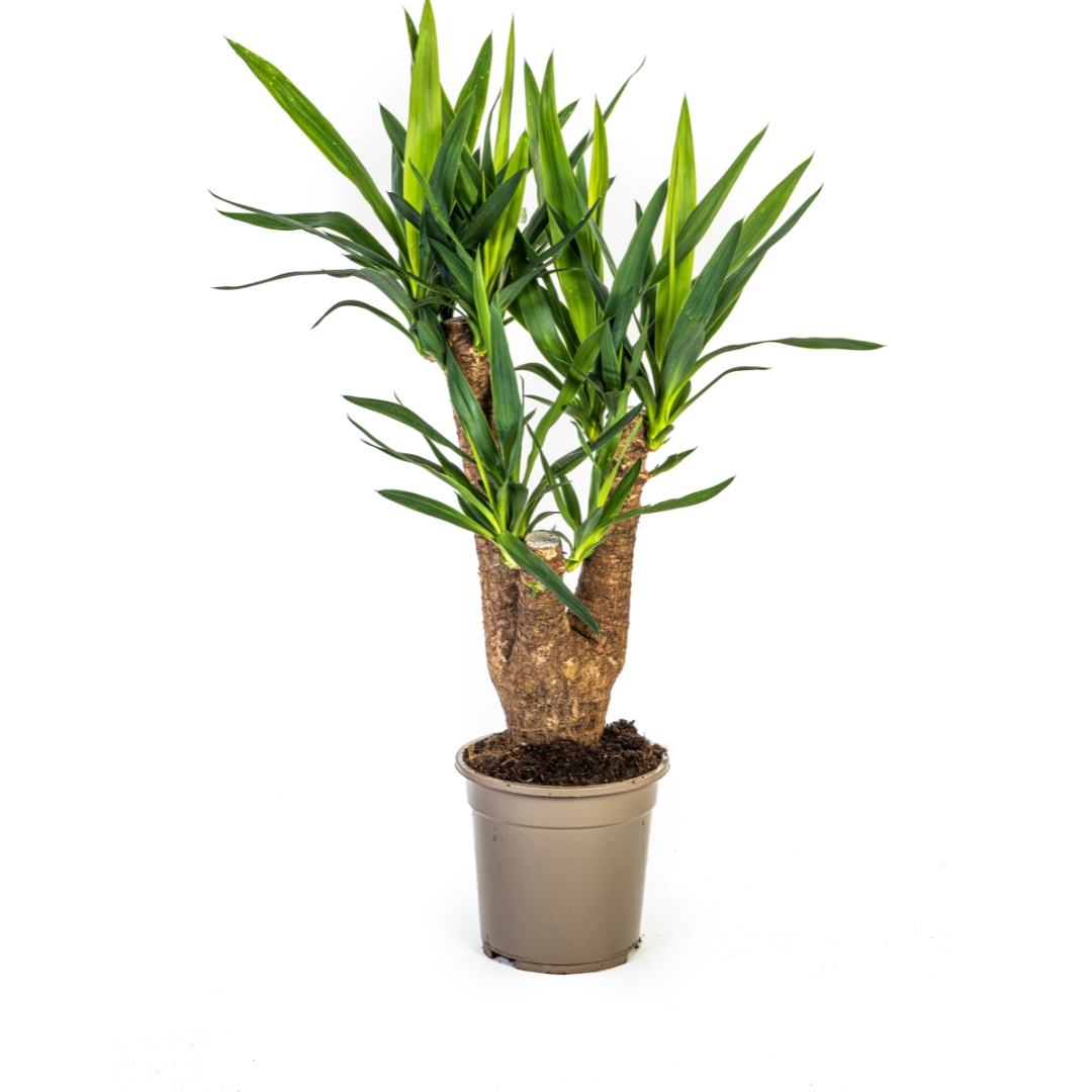 Yucca Elephantipes | Verzweigt | Pflegeleicht | Luftreinigend