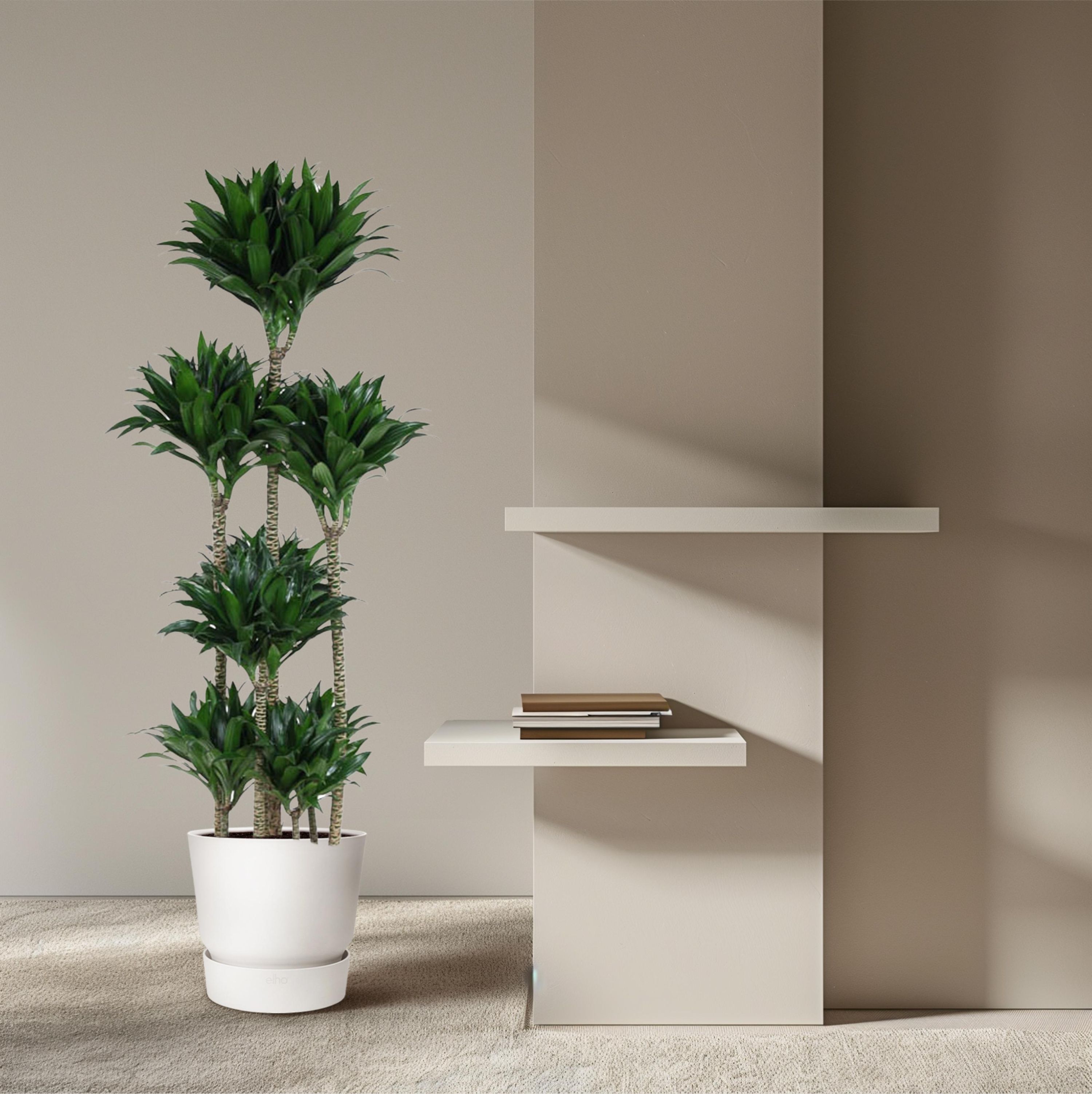Dracaena Compacta - Elegante Zimmerpflanze