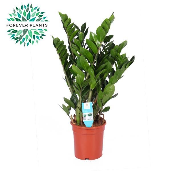 ZZ Pflanze – Zamioculcas Zamiifolia elegant grün