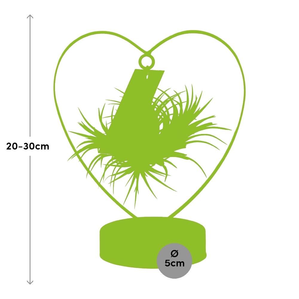Tillandsia Ionantha Silver Luftpflanze