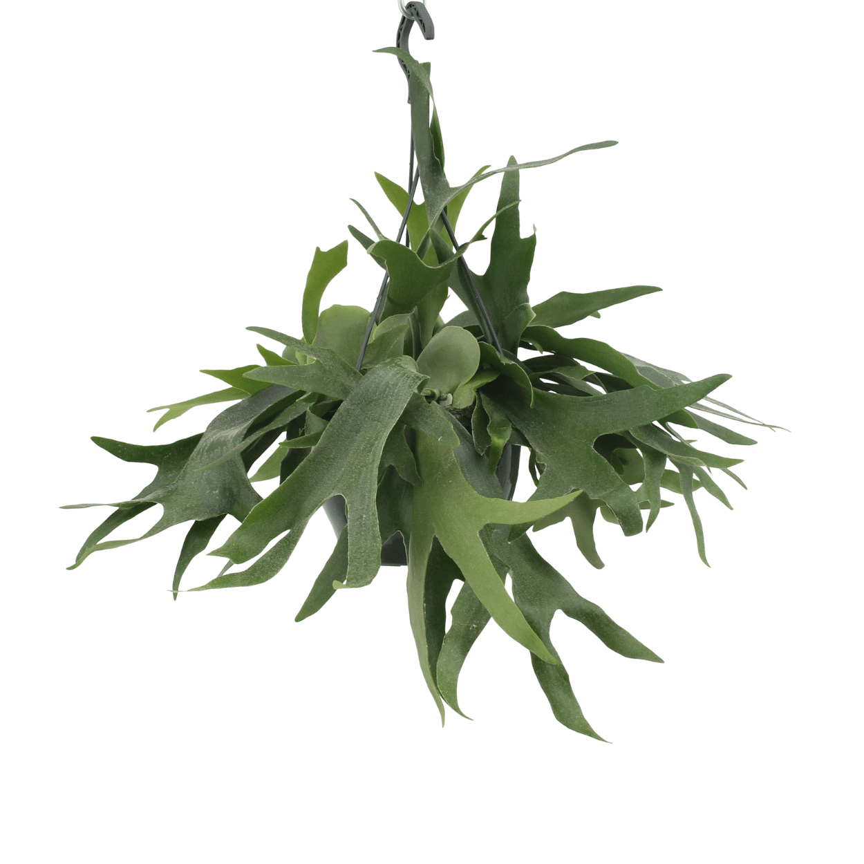Platycerium Geweihfarn Hängepflanze