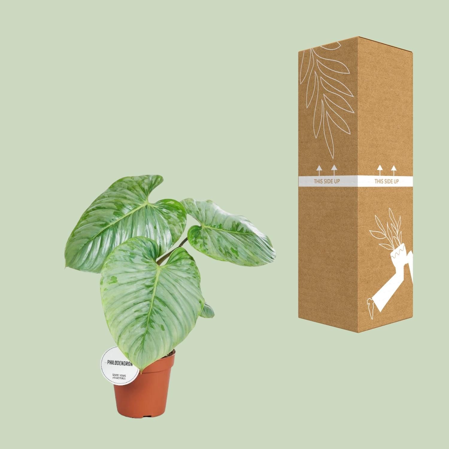 Philodendron Sodiroi Zimmerpflanze