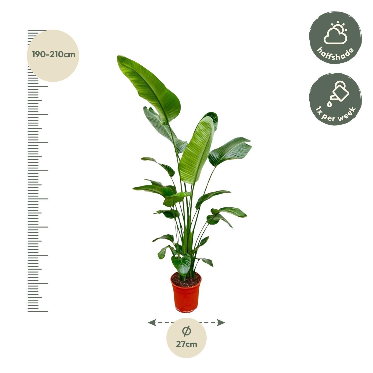 Strelitzia Nicolai - Weiße Paradiesvogelpflanze