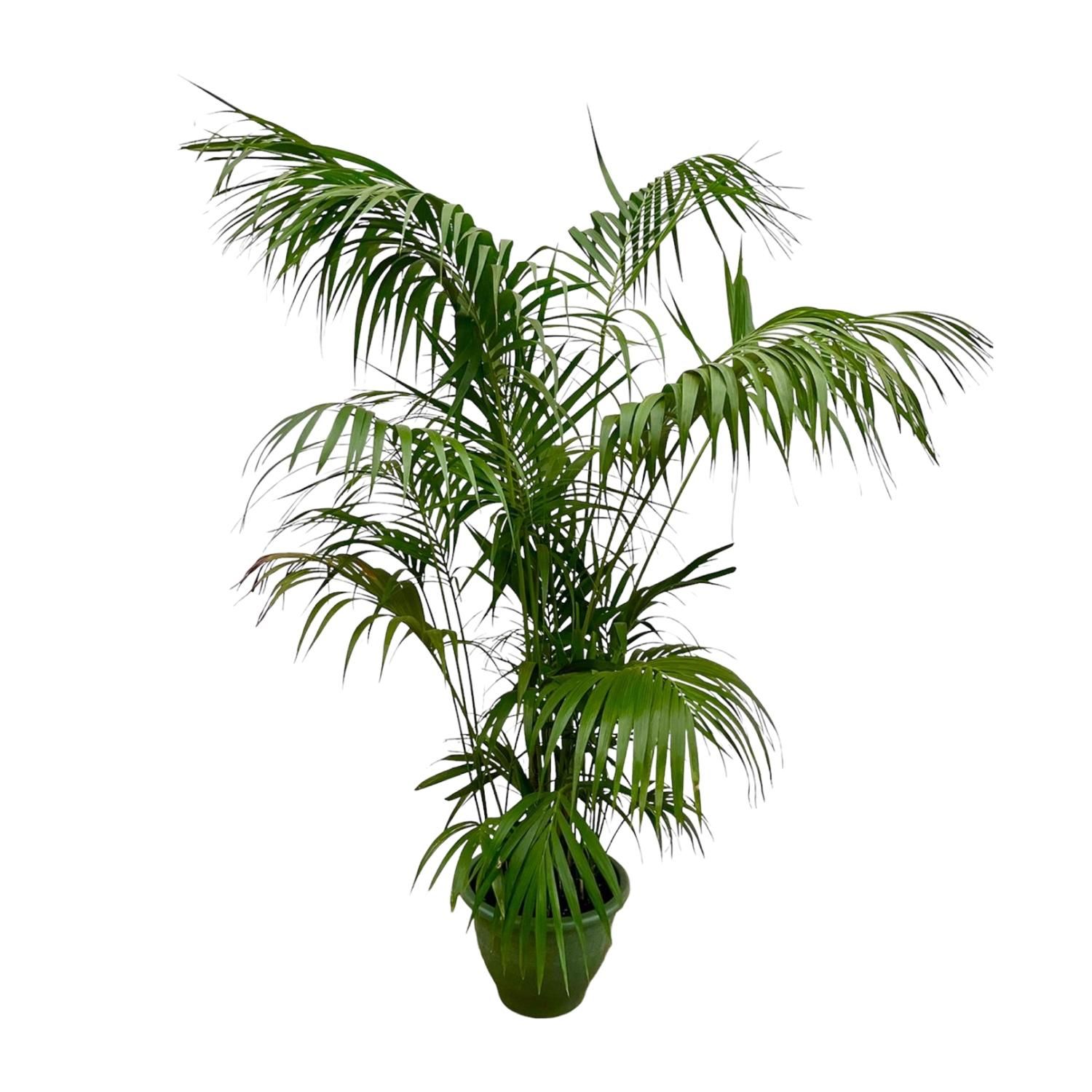 Elegante Kentia Palme für tropisches Flair