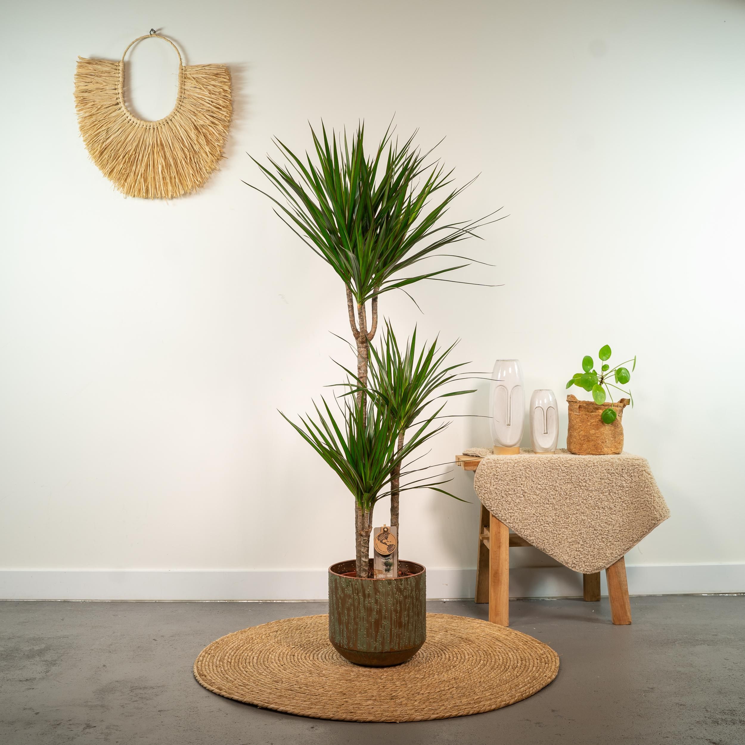 Dracaena Marginata Drachenbaum Zimmerpflanze