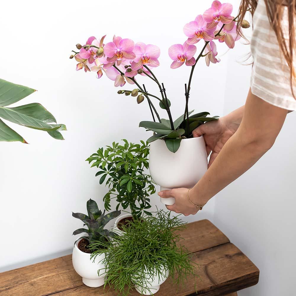 Weiße Phalaenopsis Orchidee mit Scandic Ziertopf