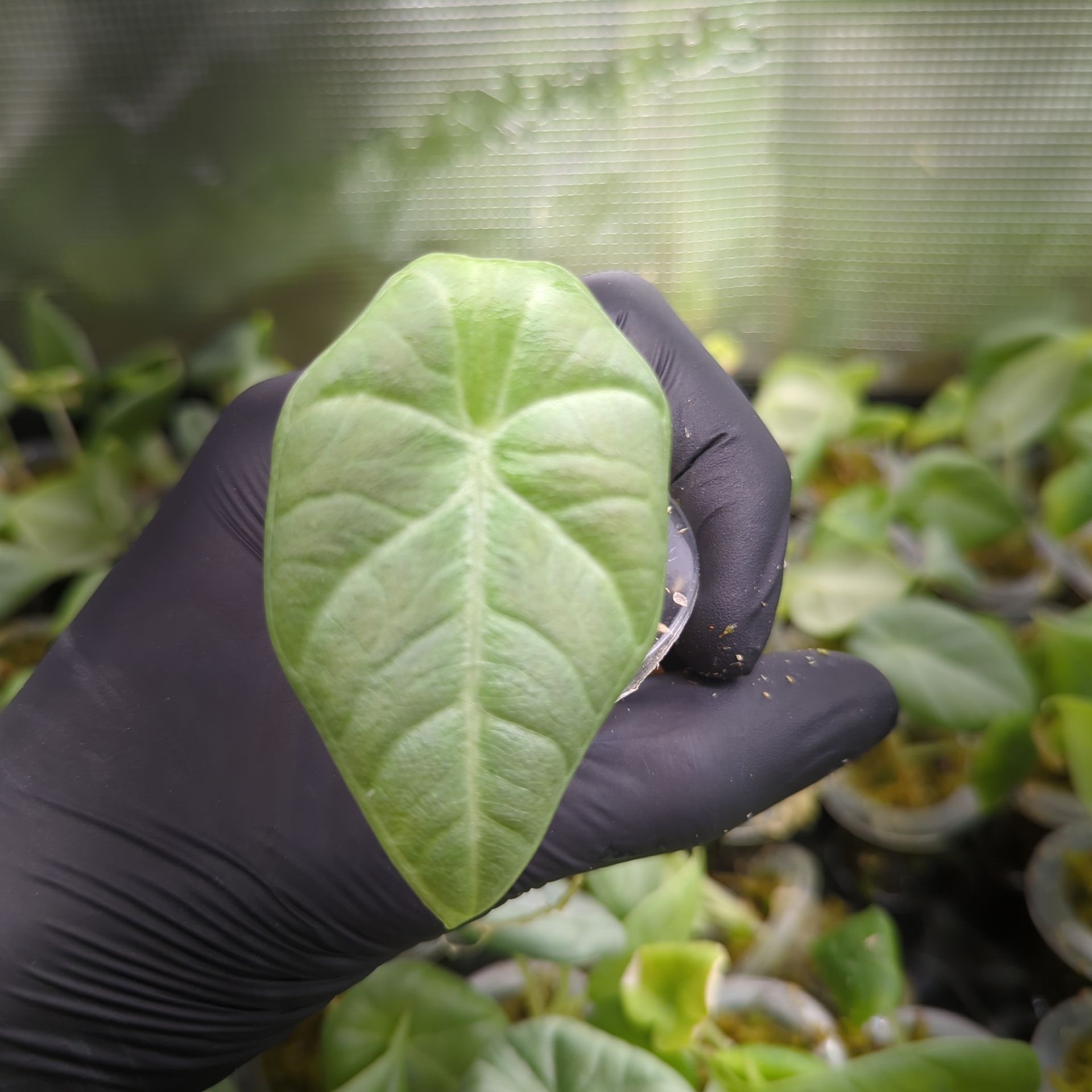 Alocasia maharani + selbstbewässernder Übertopf