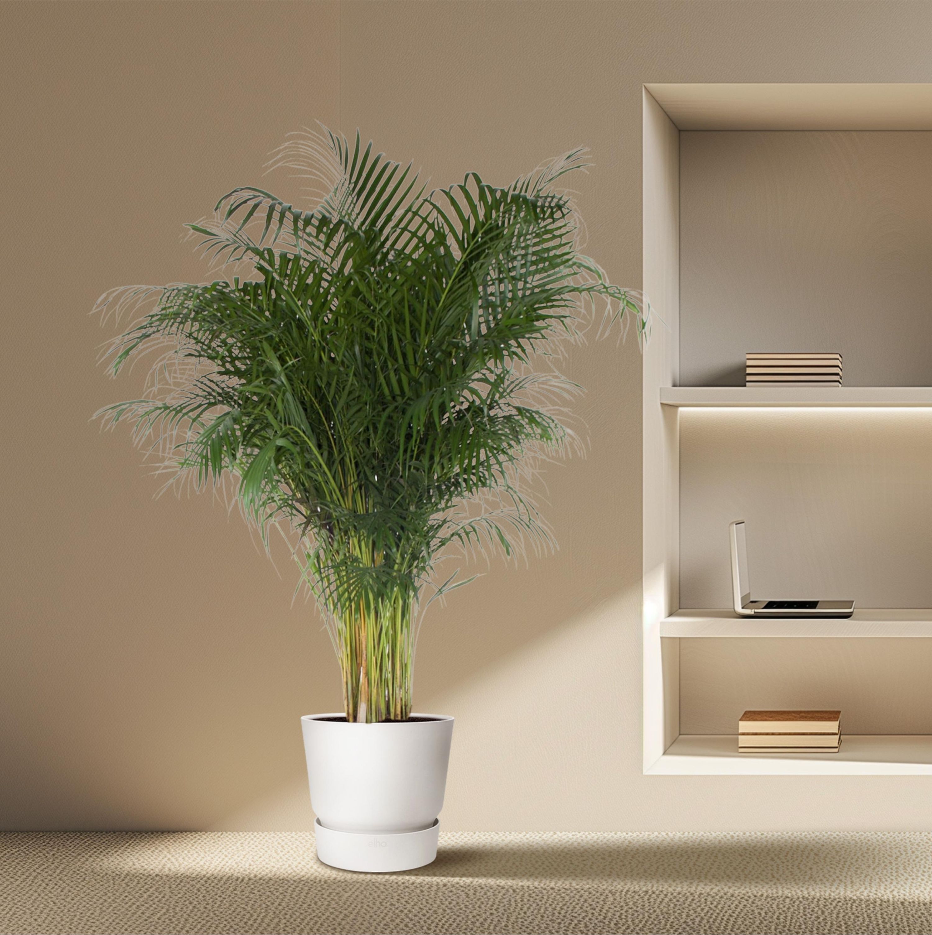 Areca-Palme Dypsis Lutescens