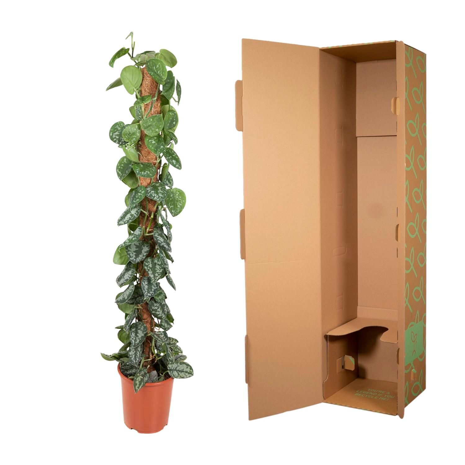Epipremnum Pictus Trebie Kletterpflanze mit silbernen Blattflecken