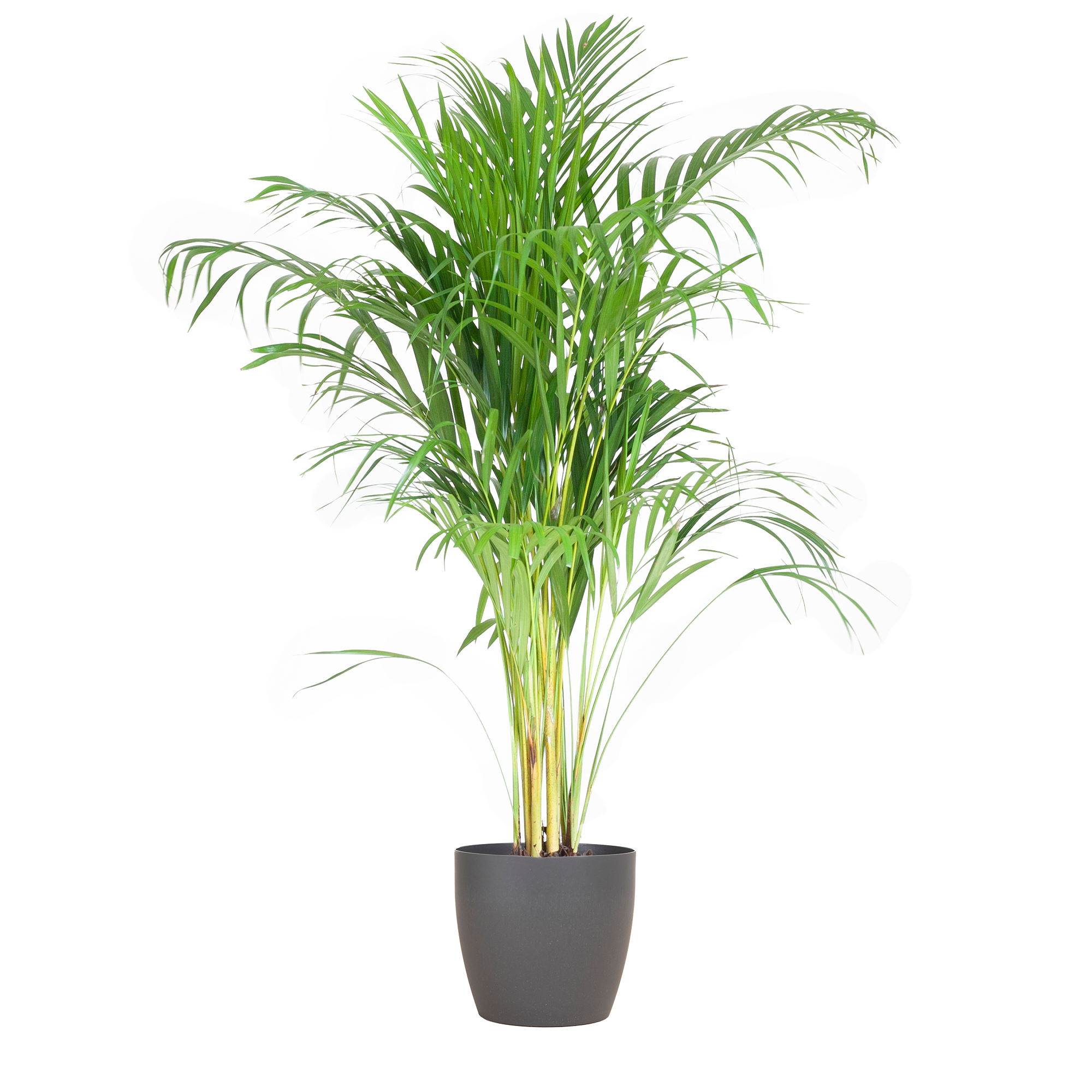 Areca Palme mit Viber Übertopf Grau