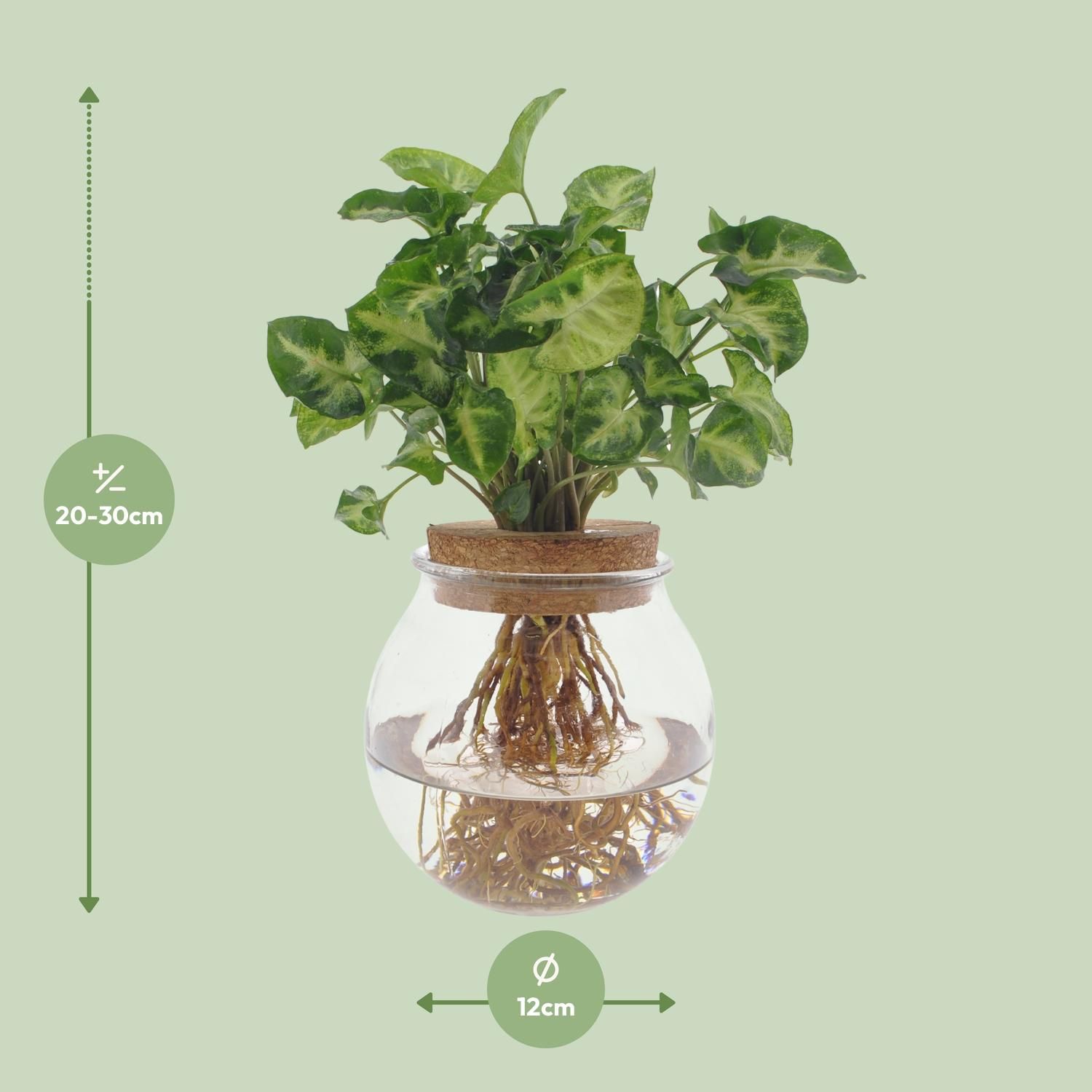 Syngonium Pixie Hydroponie Zimmerpflanze
