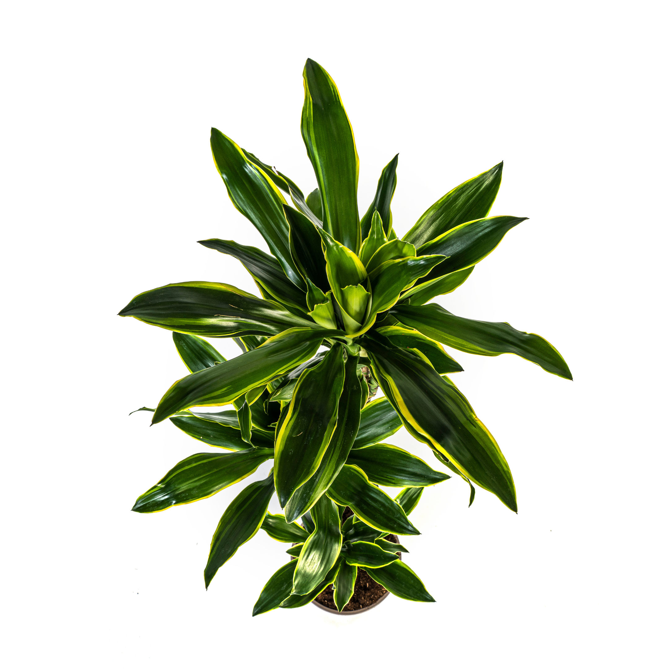 Drachenbaum Golden Coast – Ø24cm – 130-150cm Hoch