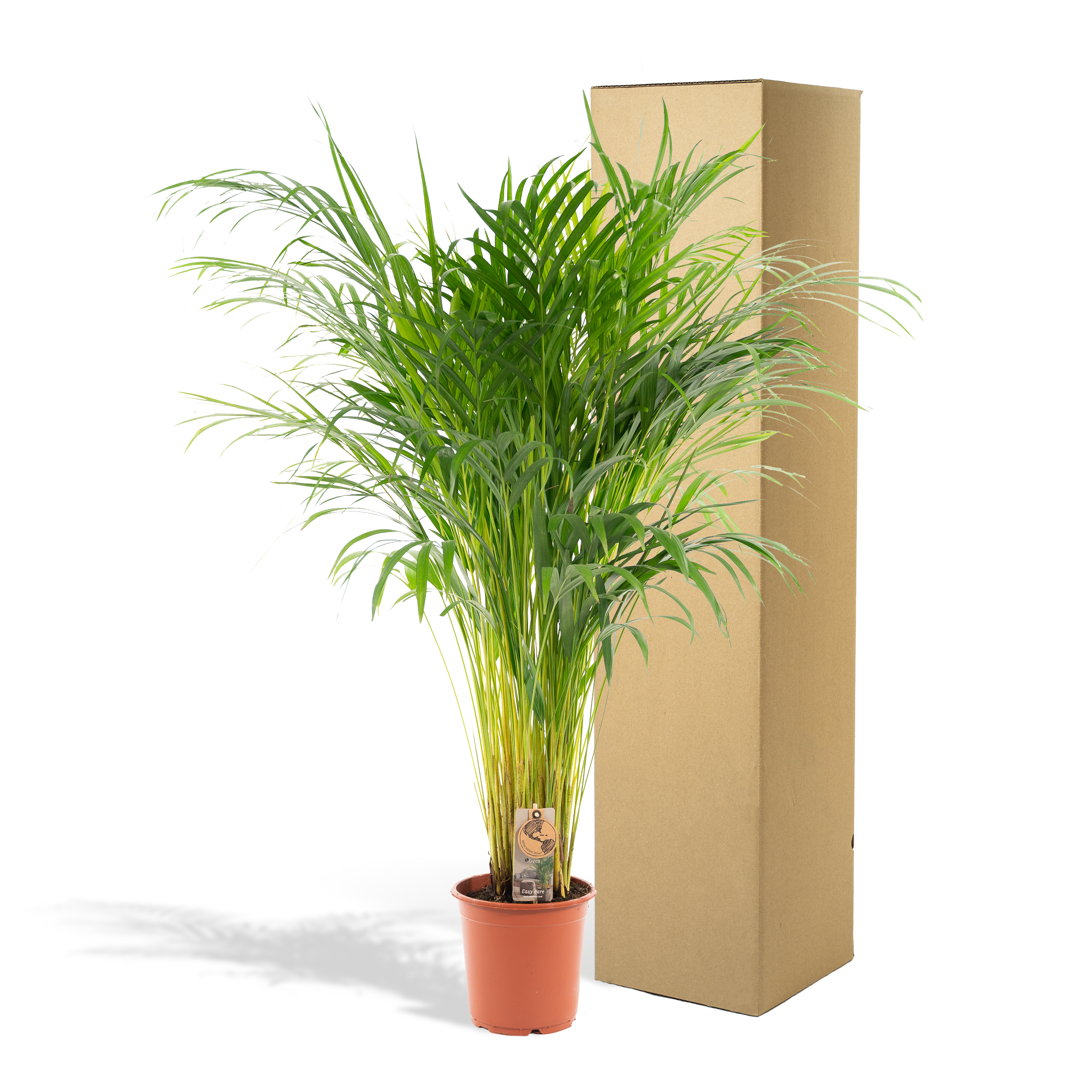 Areca-Palme Zimmerpflanze