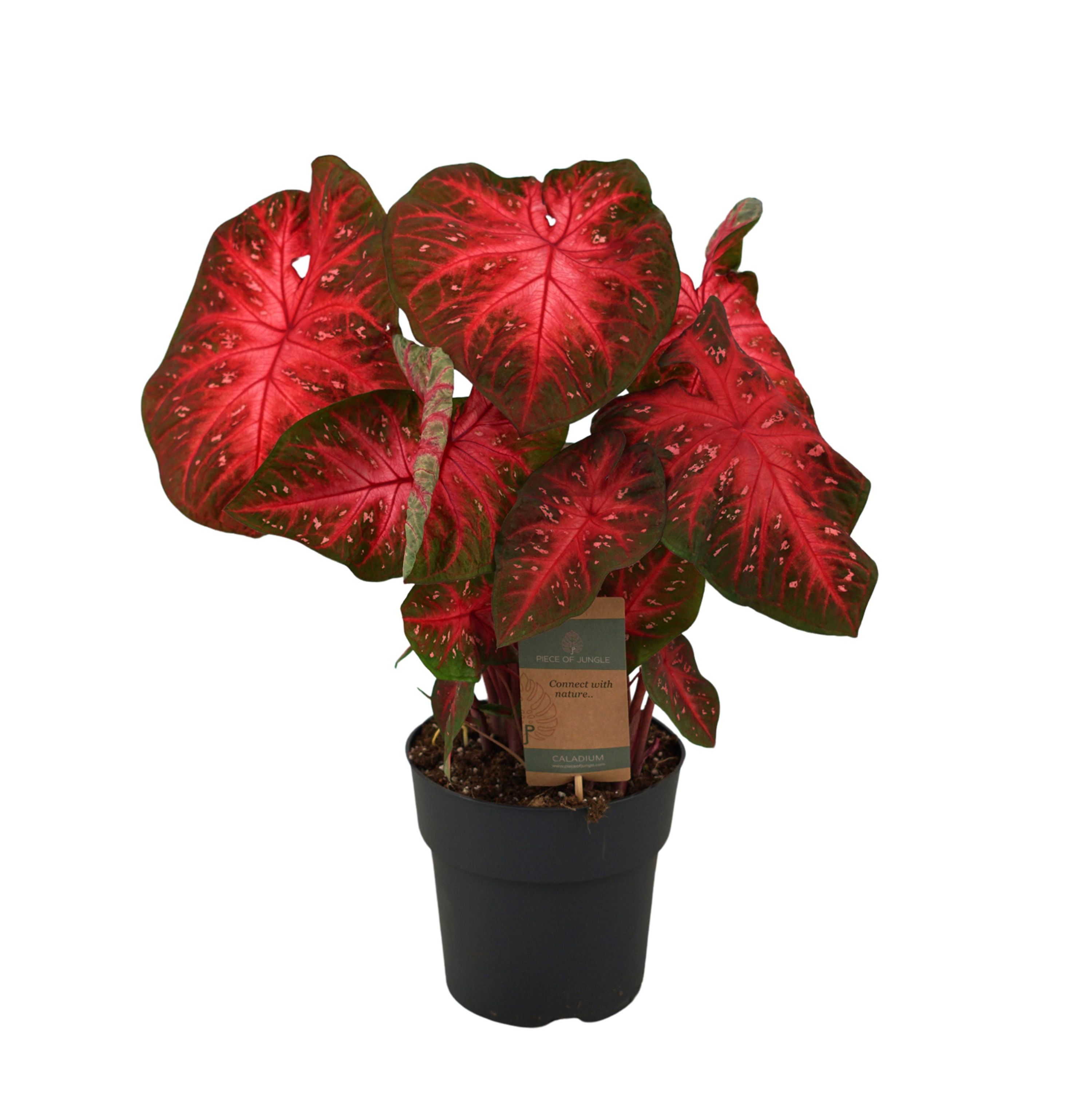 Caladium Red Flash Zimmerpflanze