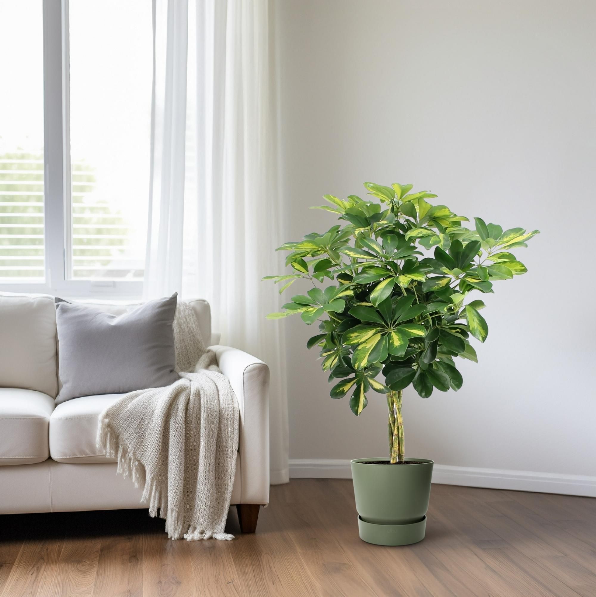 Schefflera Arboricola Gold Capella Zimmerpflanze