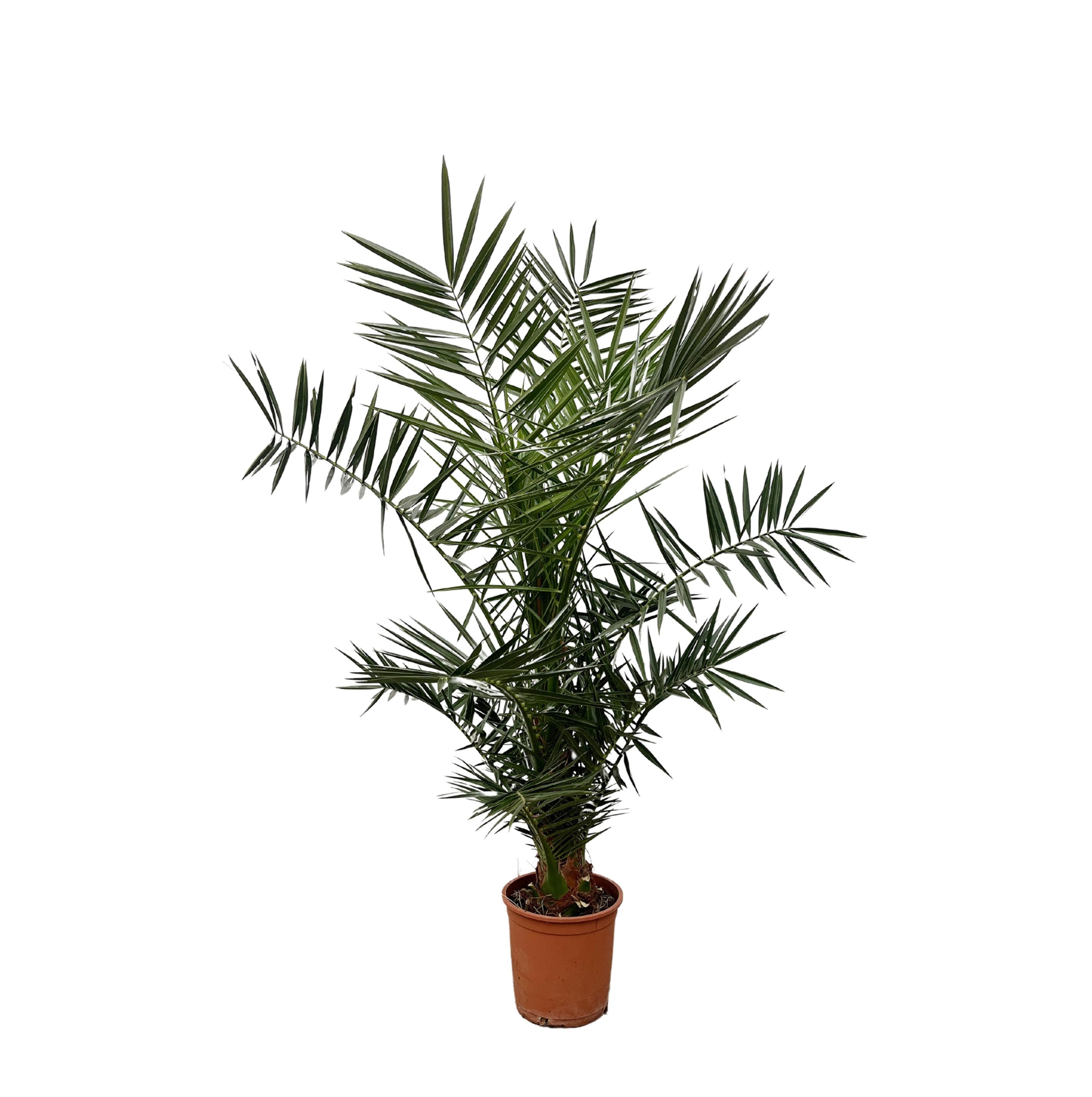 Phoenix Canariensis Kanarische Dattelpalme