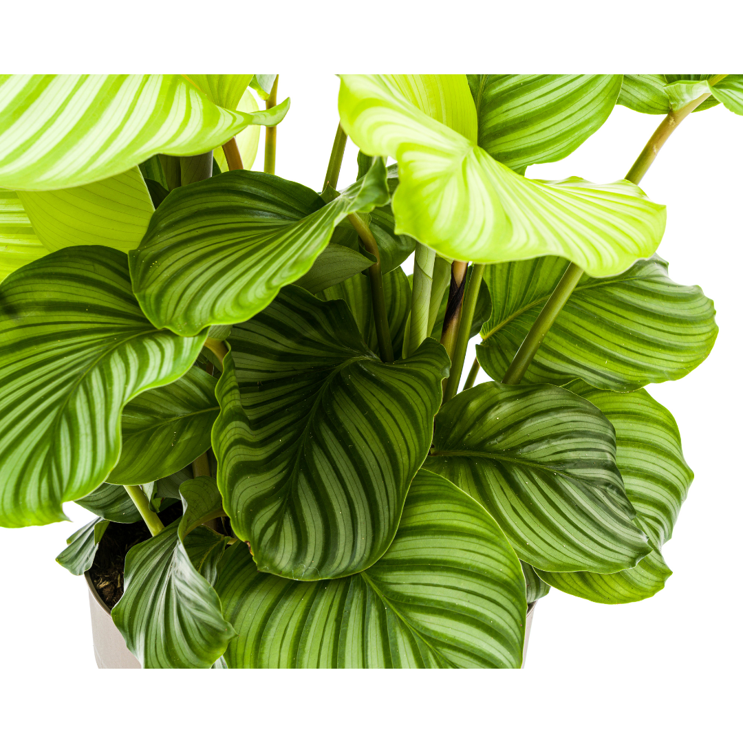 Calathea Orbifolia – Große Blätter – Hoch & buschig