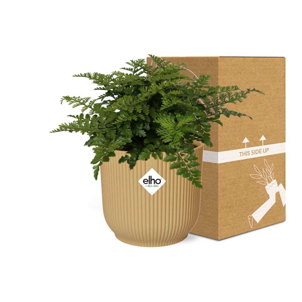 Asplenium Parvati Zimmerpflanze in dekorativem ELHO Vibes Fold Topf