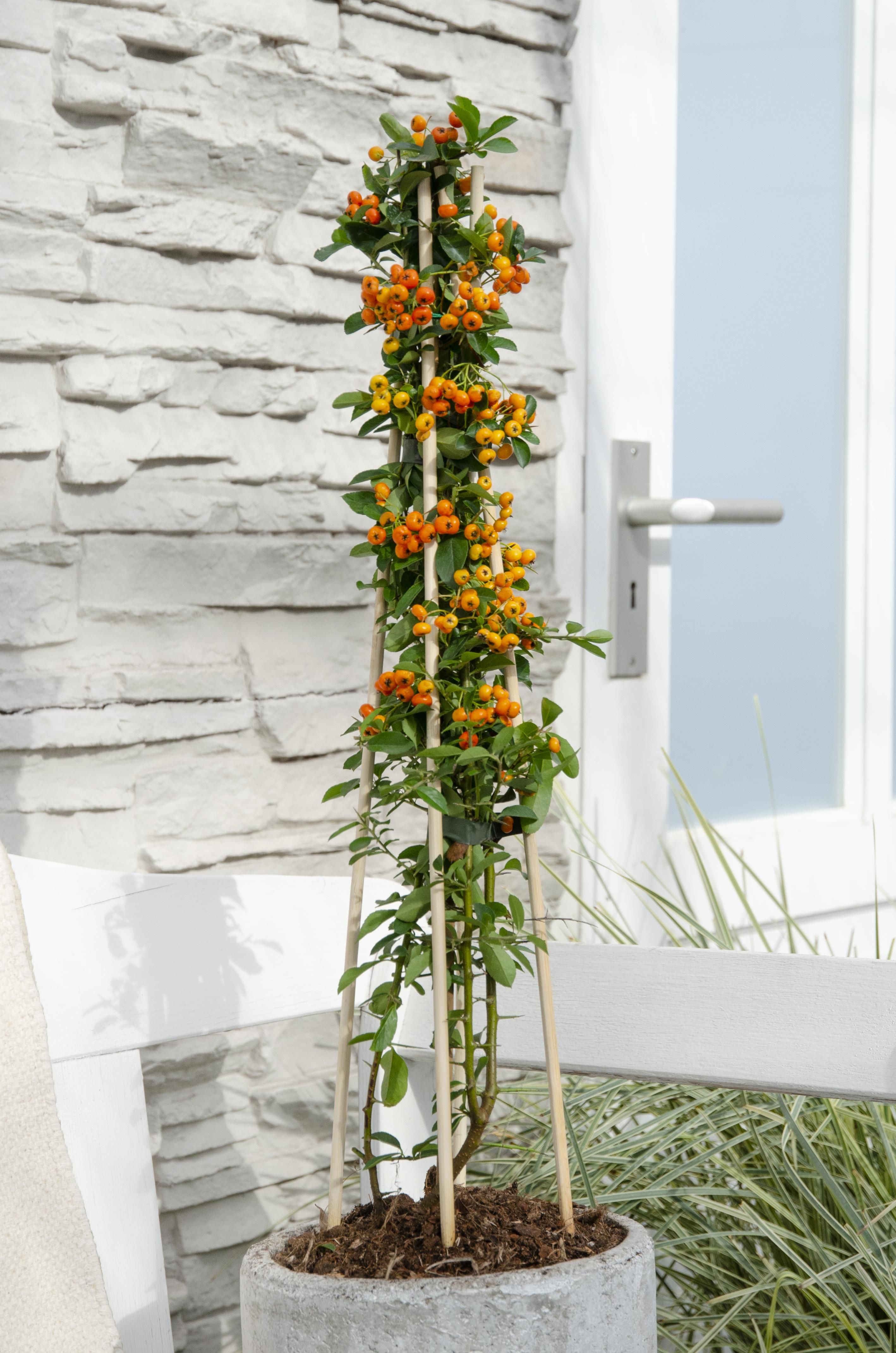 Pyracantha Orange Glow Pflanzen im Set