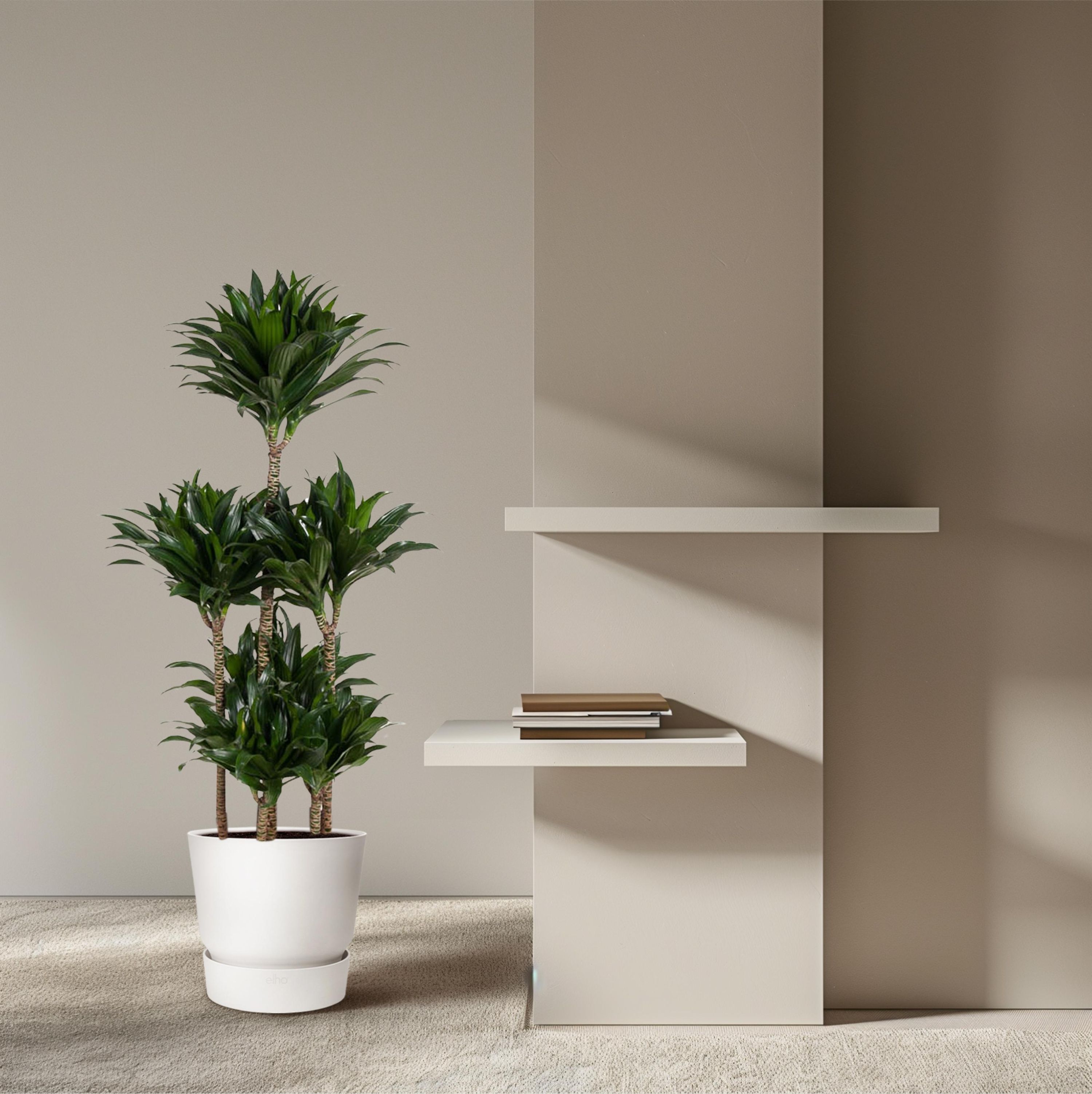 Dracaena Compacta Carrousel Zimmerpflanze