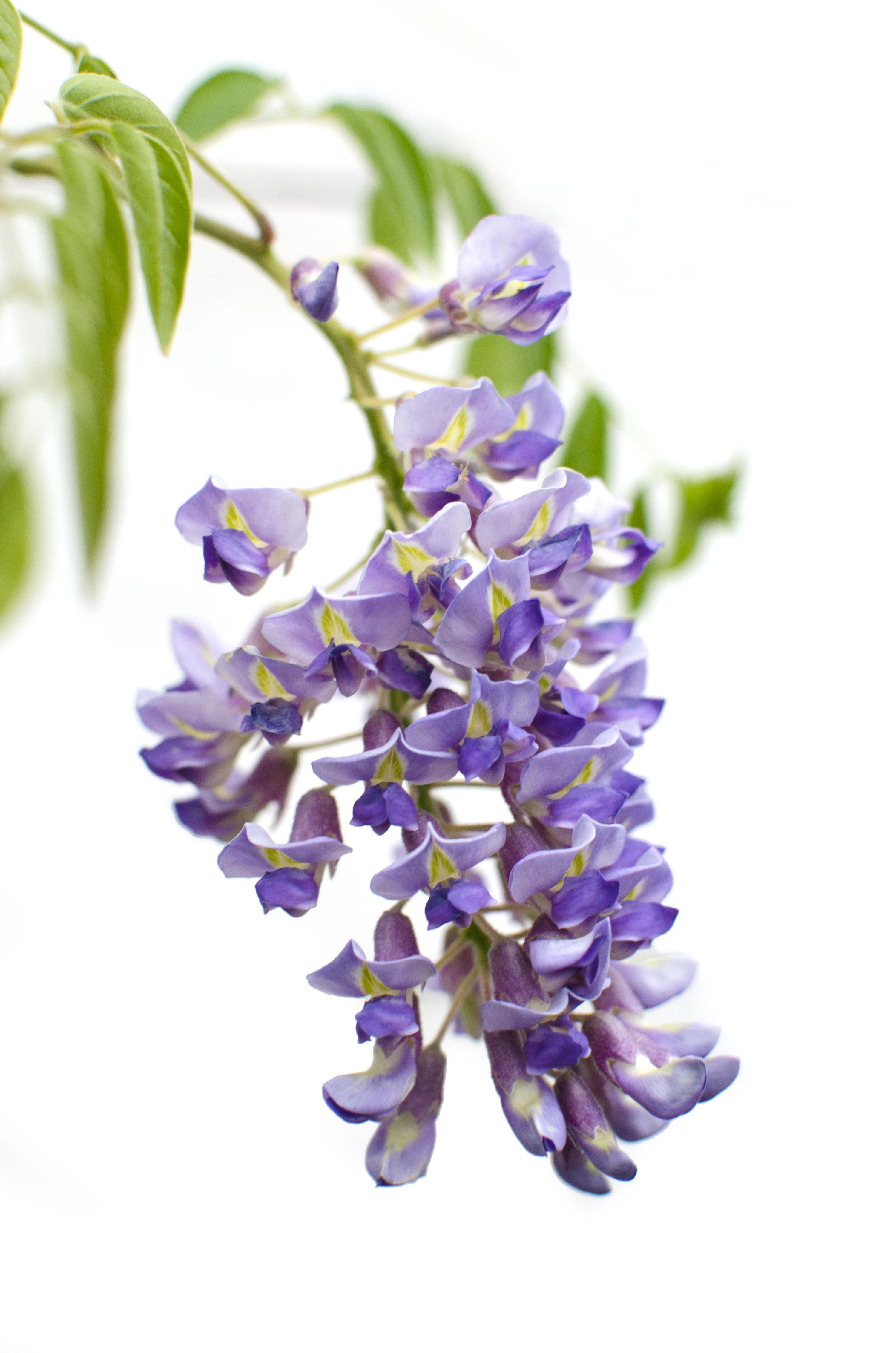 Glyzinie Wisteria sinensis – Blaue Kletterpflanze