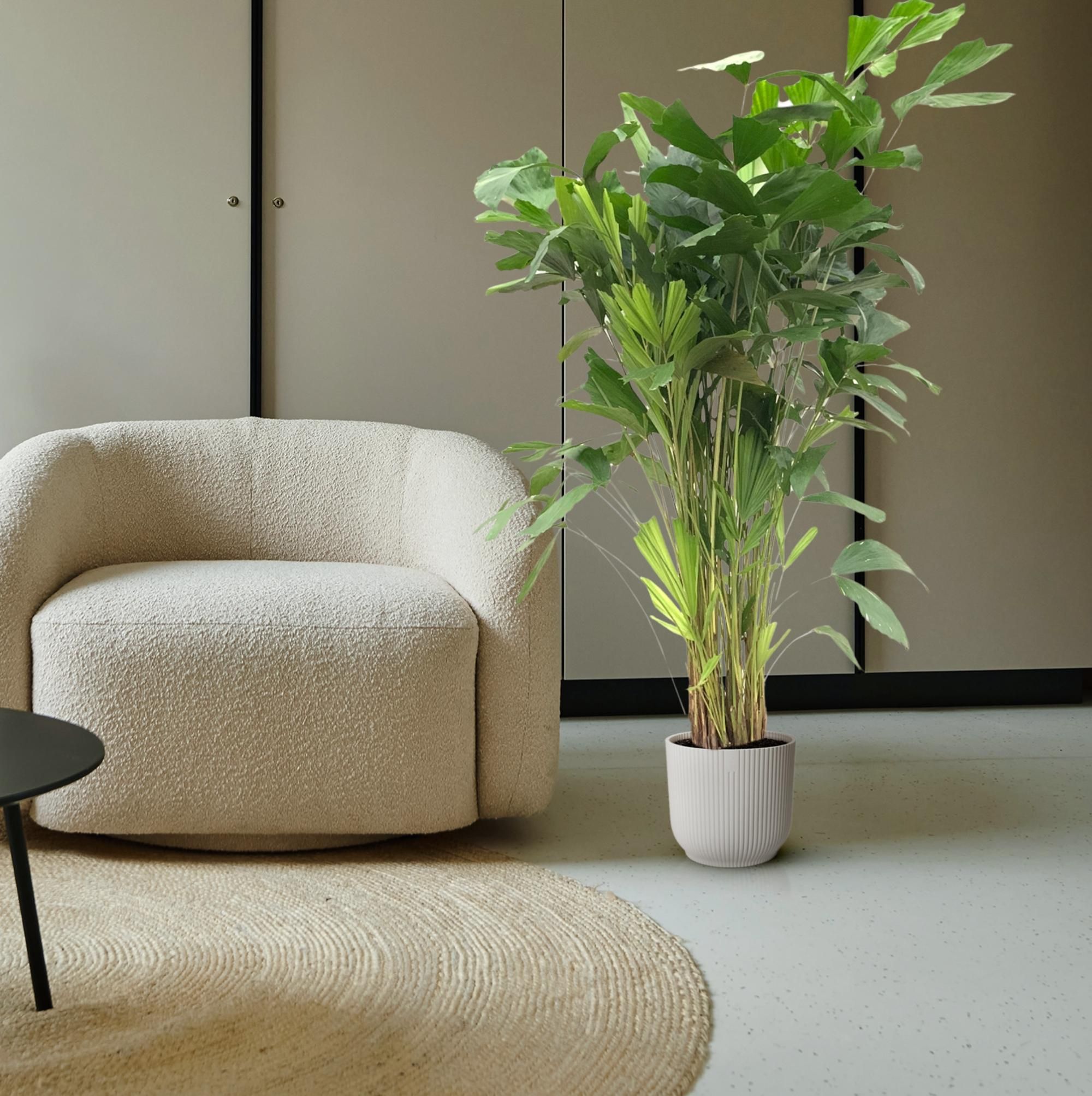Fischschwanzpalme Caryota Mitis – 140 cm – Topf Ø24