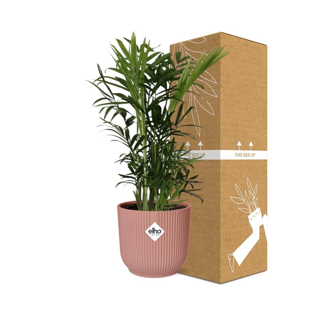 Zwergbergpalme Chamaedorea Elegans im ELHO Vibes Fold Topf