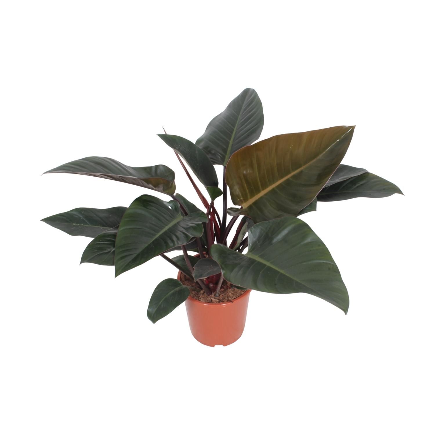 Philodendron Congo Red Zimmerpflanze