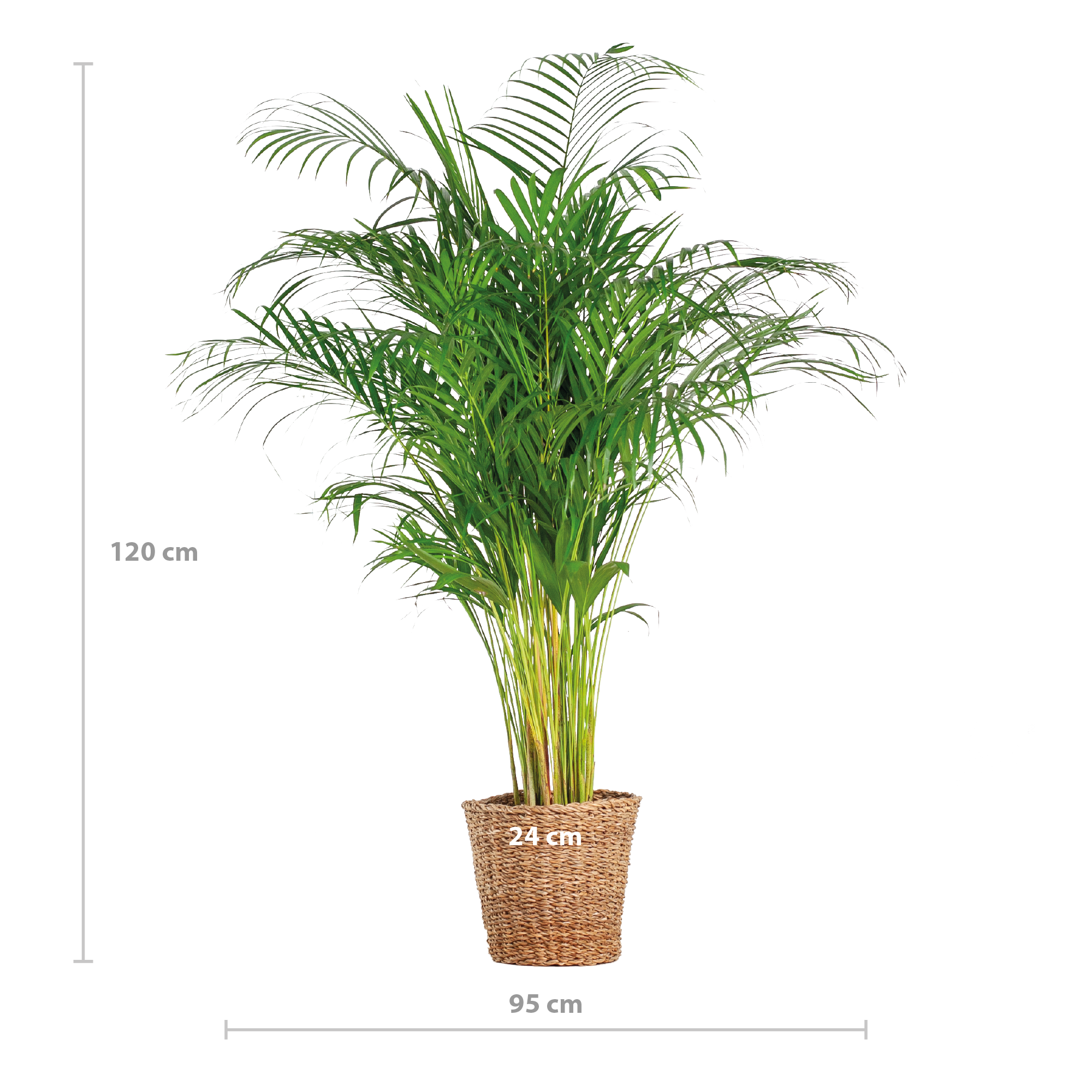 Areca-Palme mit dekorativem Korb Torun