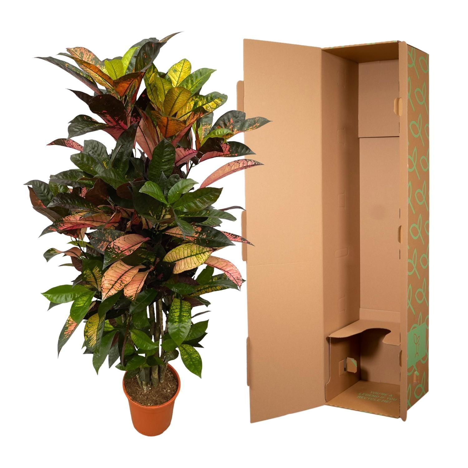 Codiaeum Croton Iceton Verzweigter Zimmerpflanze